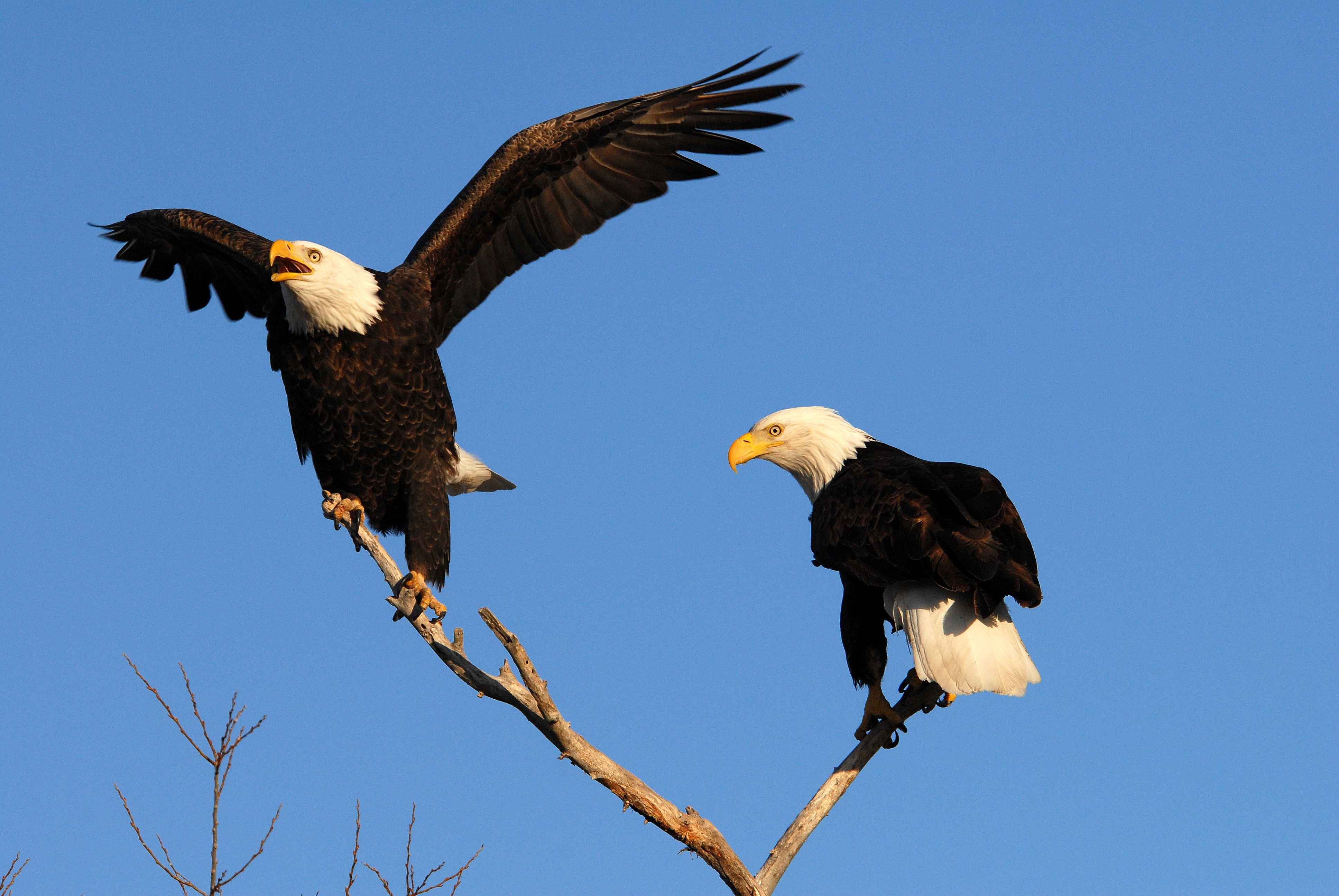 Man Sentenced to 30 Years for Killing 2 Bald Eagles With 1 Stone ...