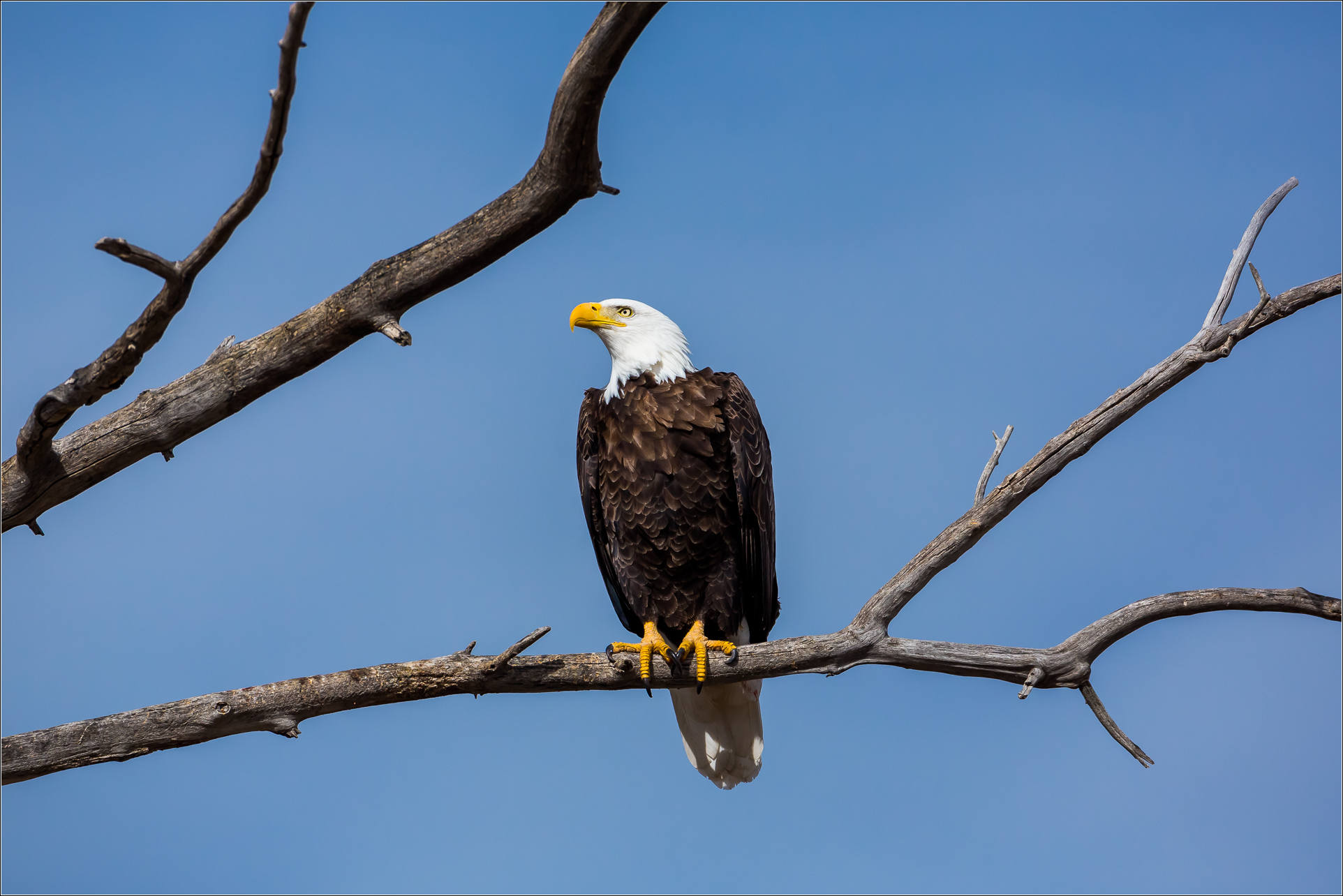 bald eagle | Christopher Martin Photography