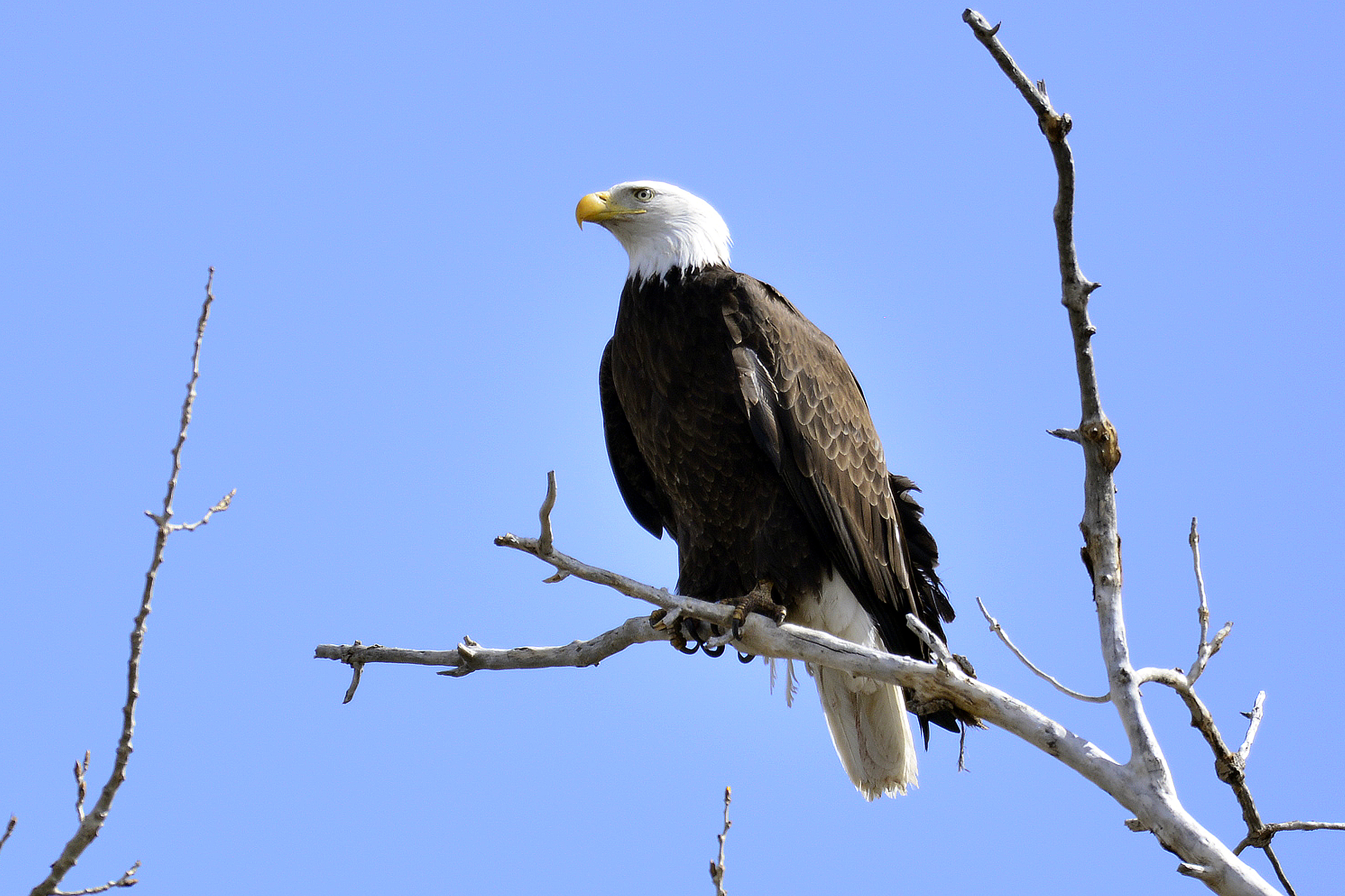 Schriever photographer snares elusive bald eagle photos > Air Force ...
