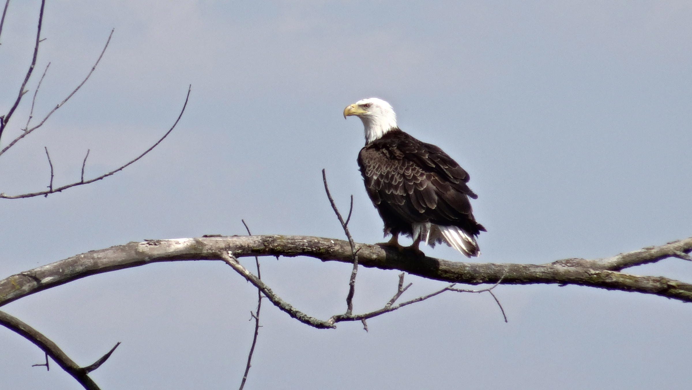 Number of nesting pairs of bald eagles in Michigan has doubled in ...