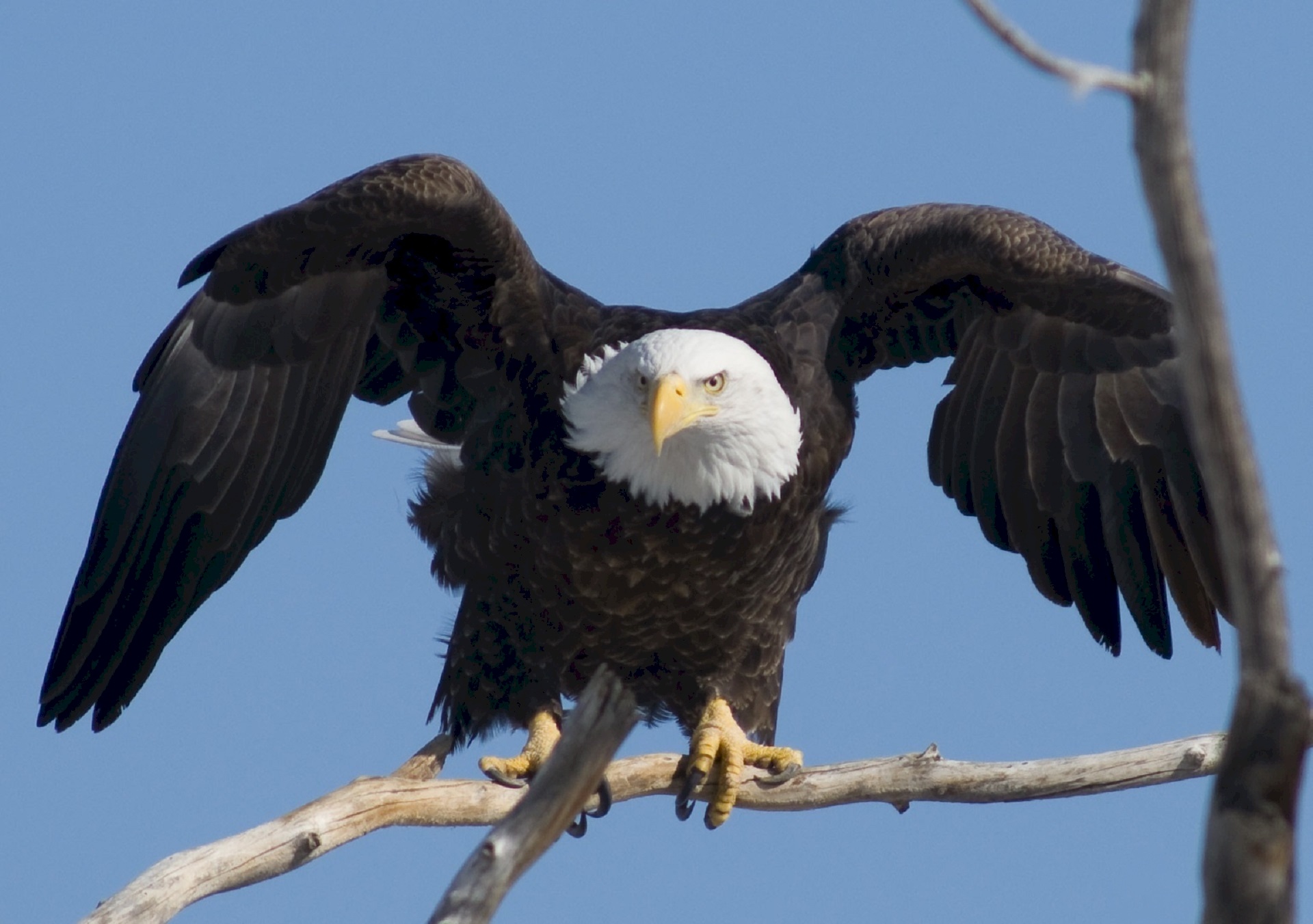 Bald Eagle on the Branch, Animal, Bald, Bird, Eagle, HQ Photo