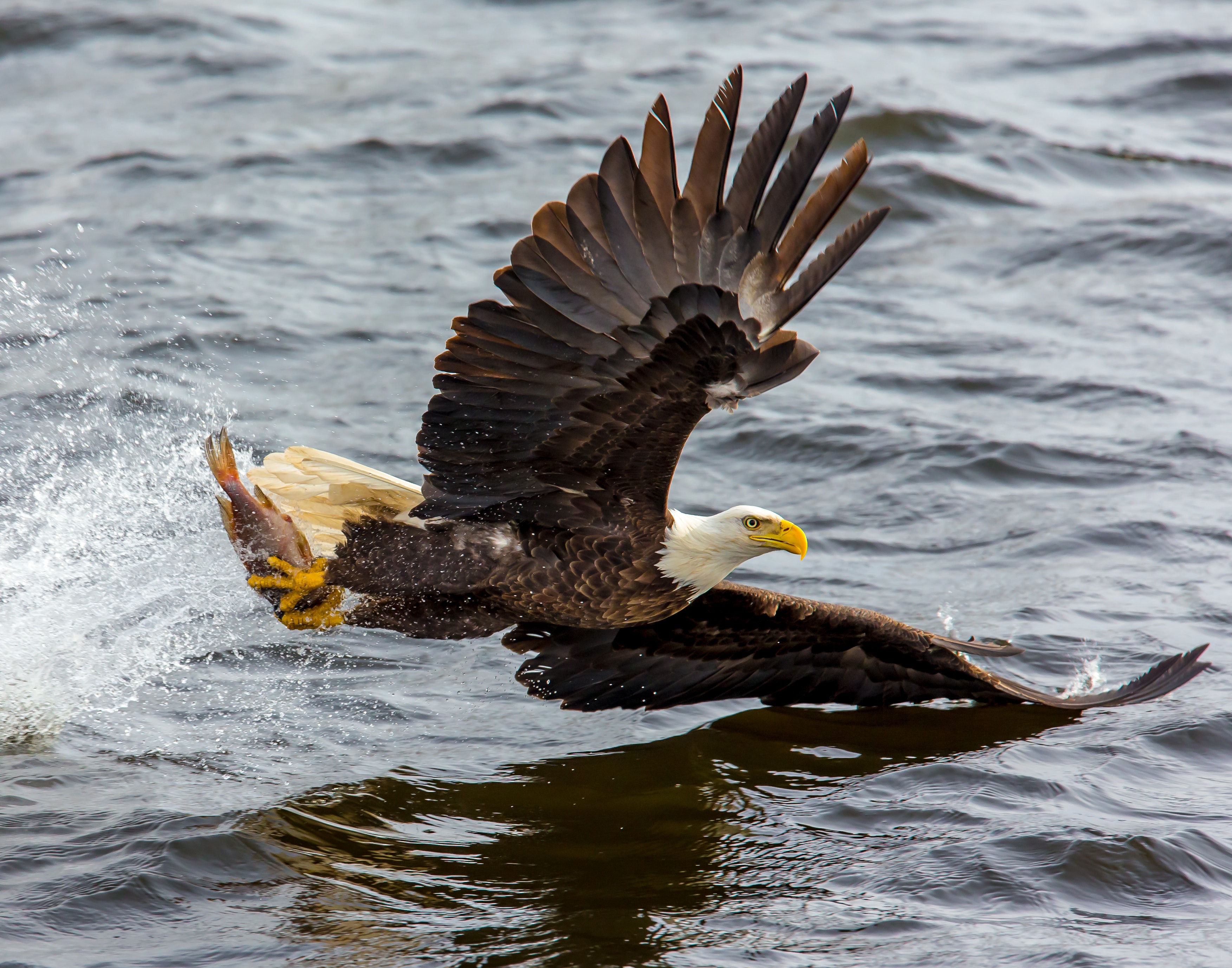 Bald Eagle over the Body of Water, Action, Nature, Wildlife, Wild, HQ Photo