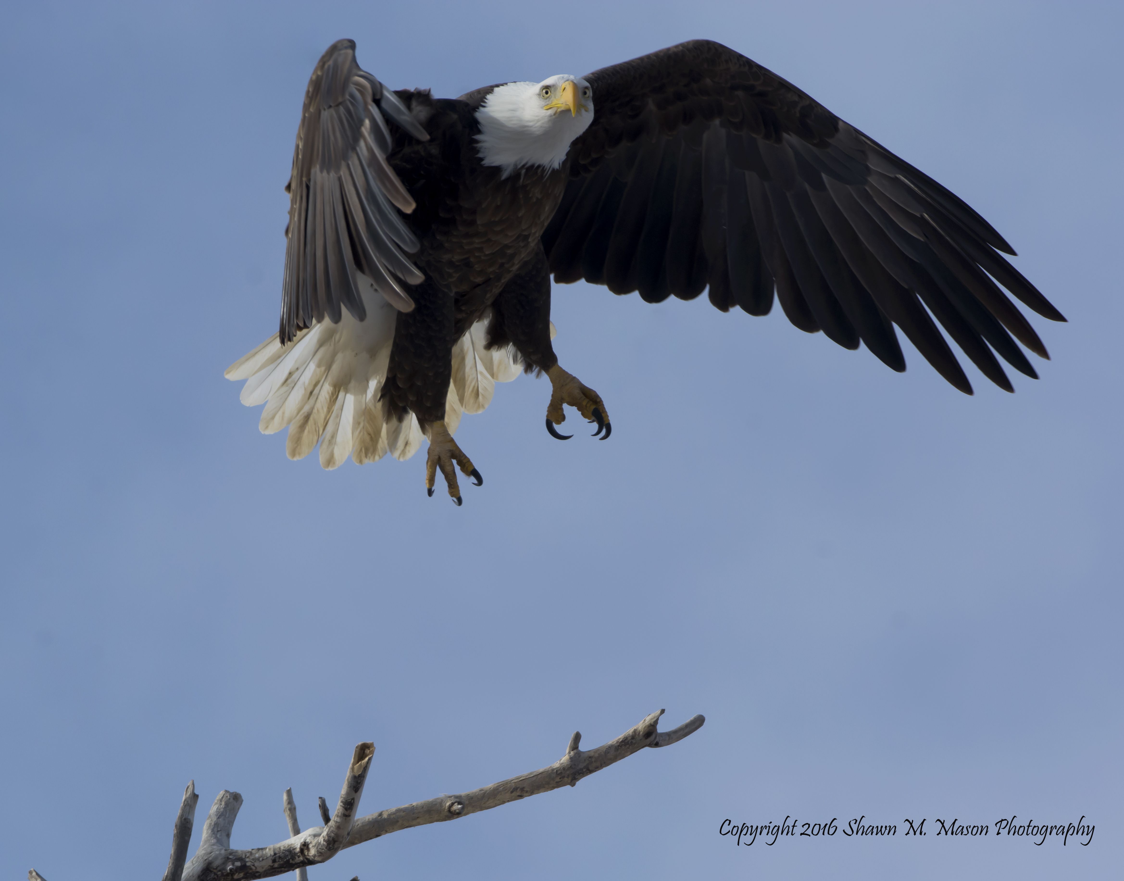 Adult Bald Eagle taking off by Shawn Mason | Bald Eagles | Pinterest ...