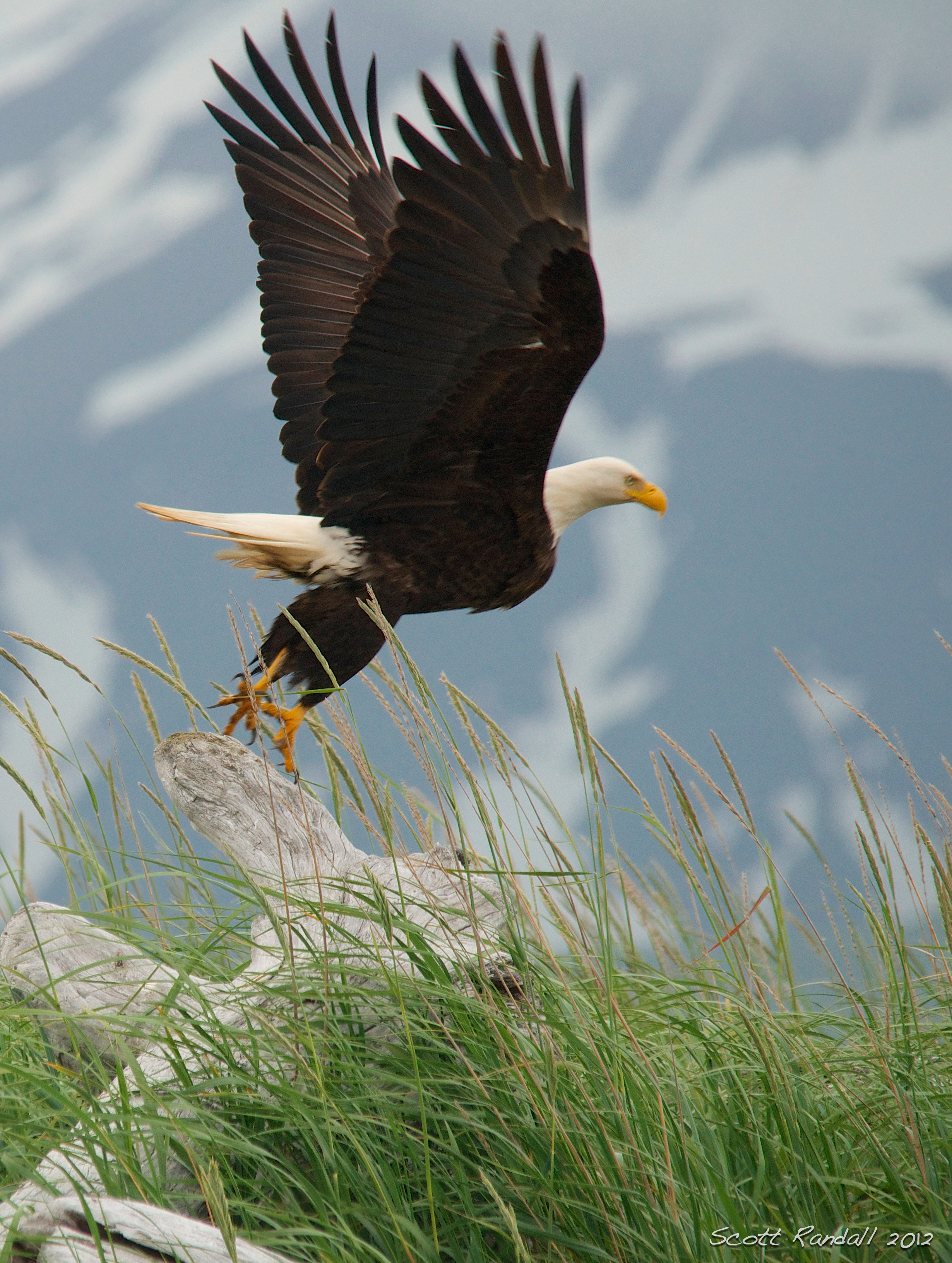 Bald Eagle takeoff | scottseyephotos