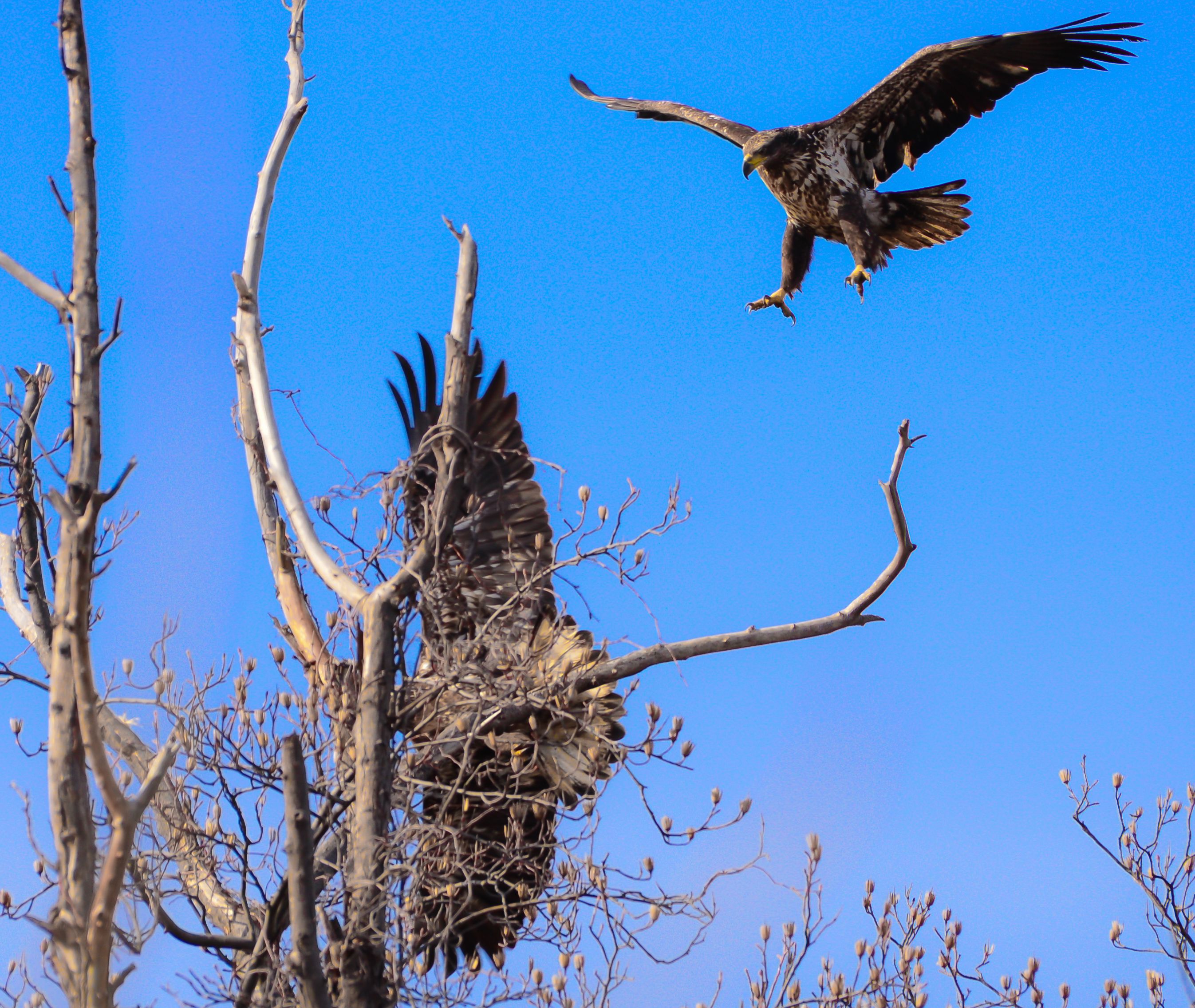 A juvenile bald eagle landing and one taking off from a tree branch ...