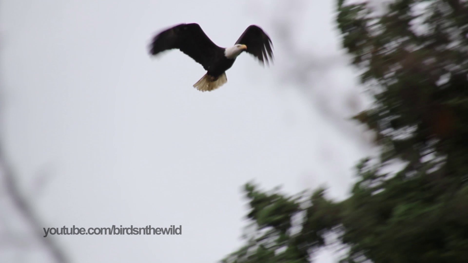 Bald Eagle taking off in flight - YouTube