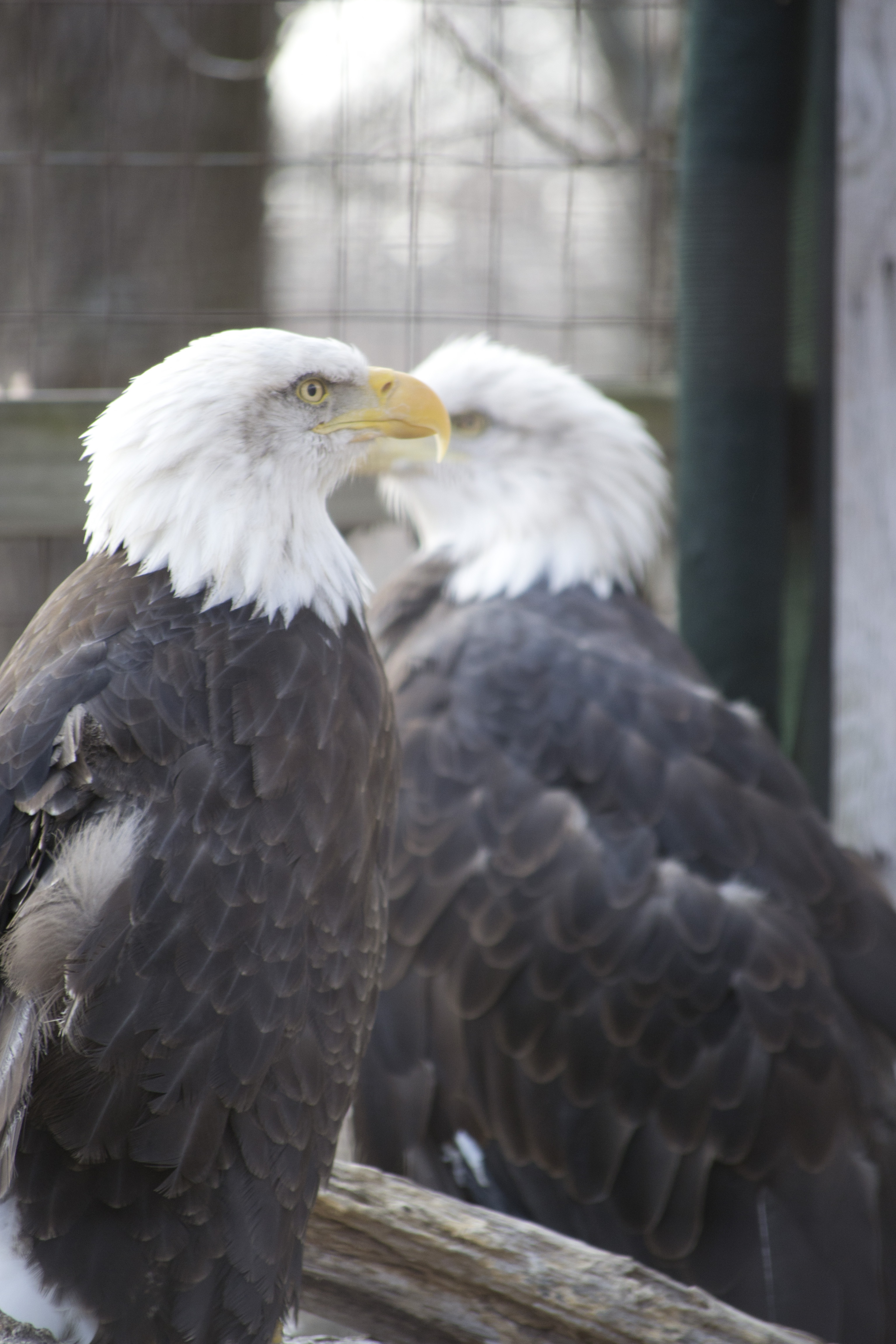Bald eagles photo