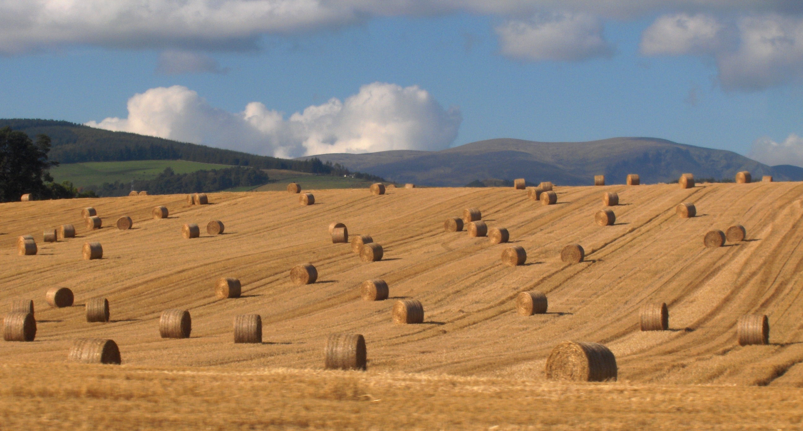 File:Round straw bales in a field.jpg - Wikimedia Commons