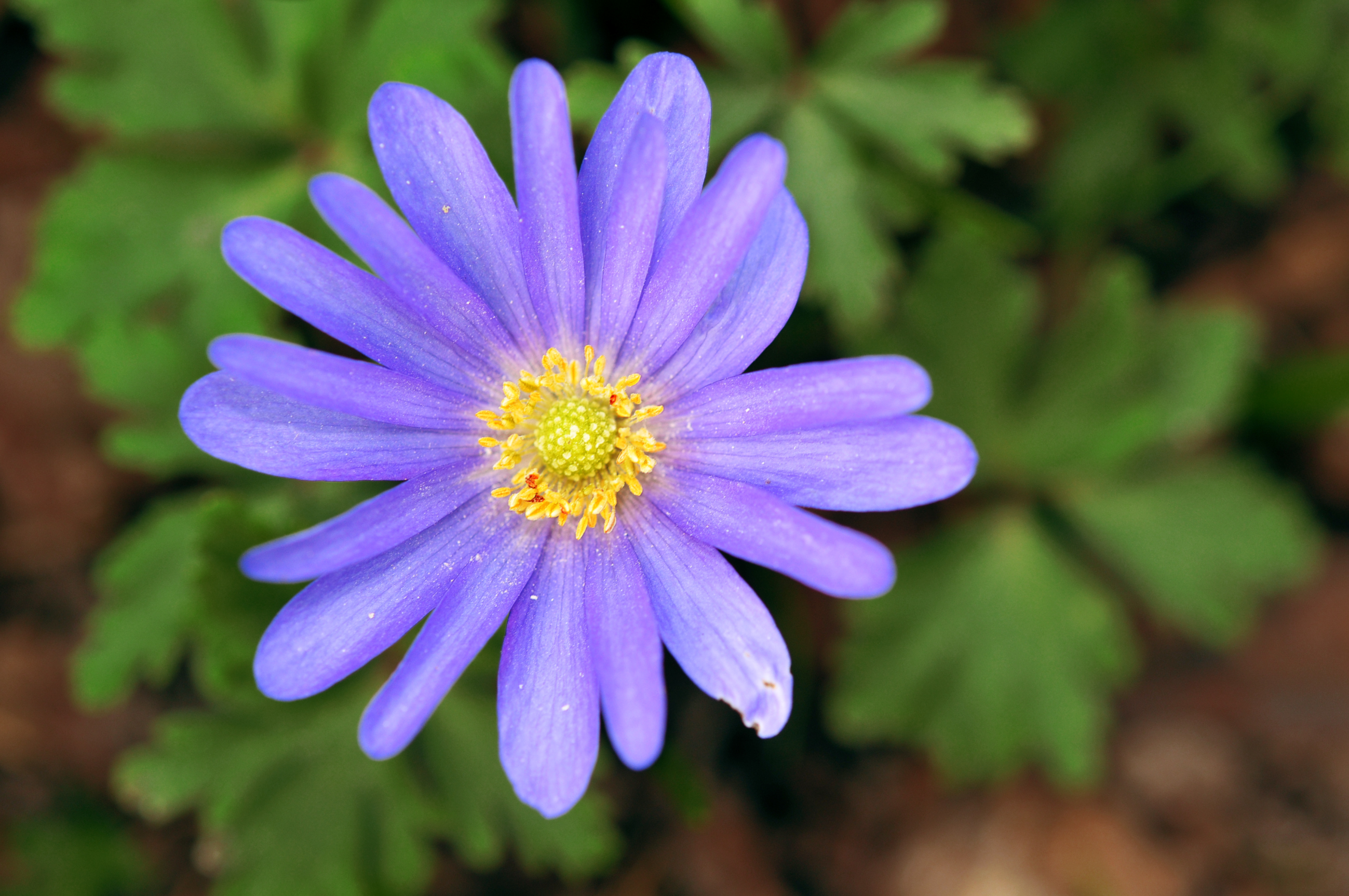 File:Anemone blanda Blue Shades.jpg - Wikimedia Commons