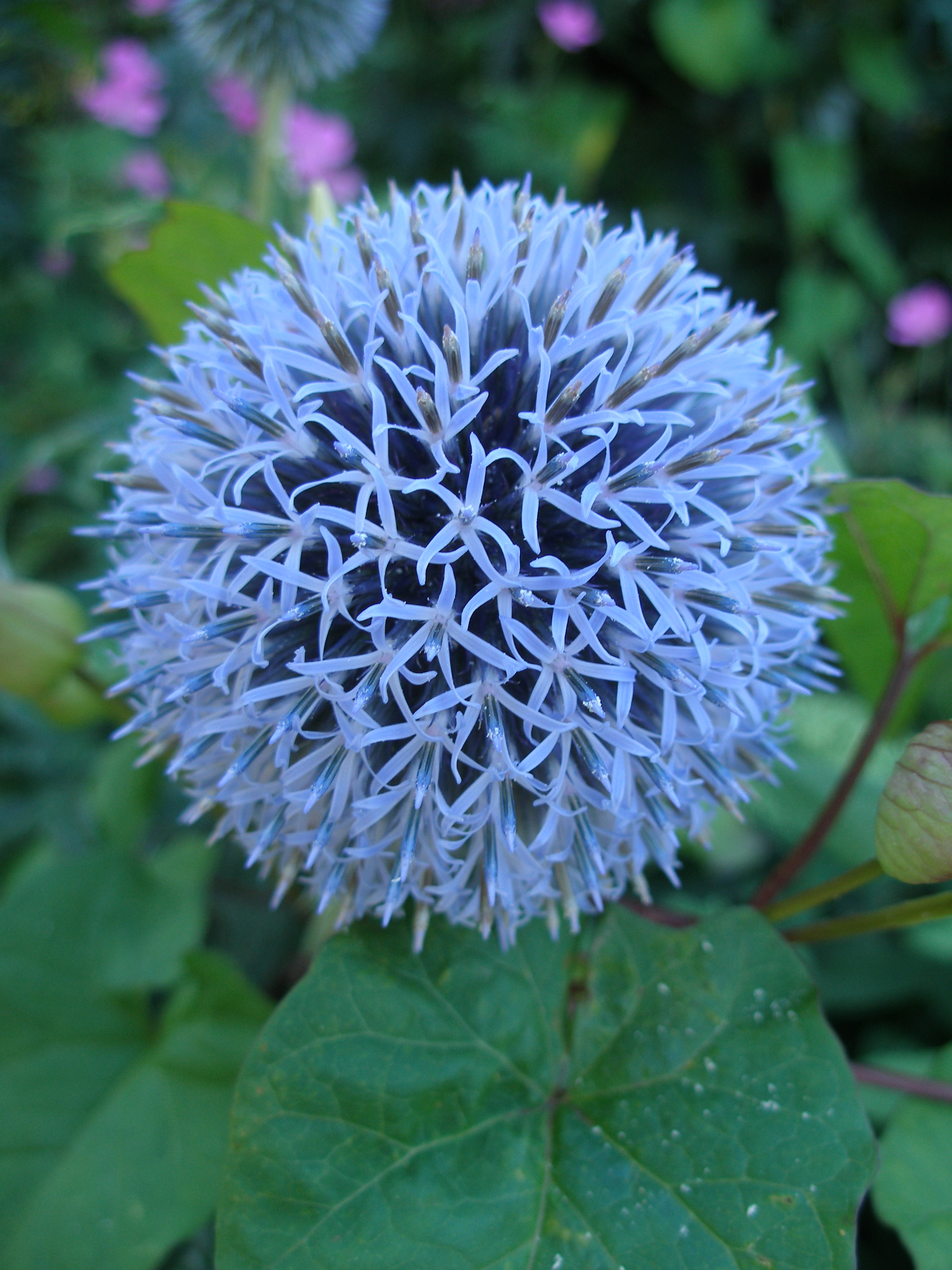 Blue Ball Flower | photo page - everystockphoto
