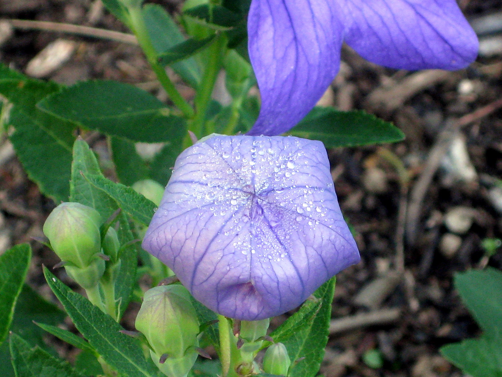 Seeds to Winter-Sow: Platycodon 'Sentimental Blue'