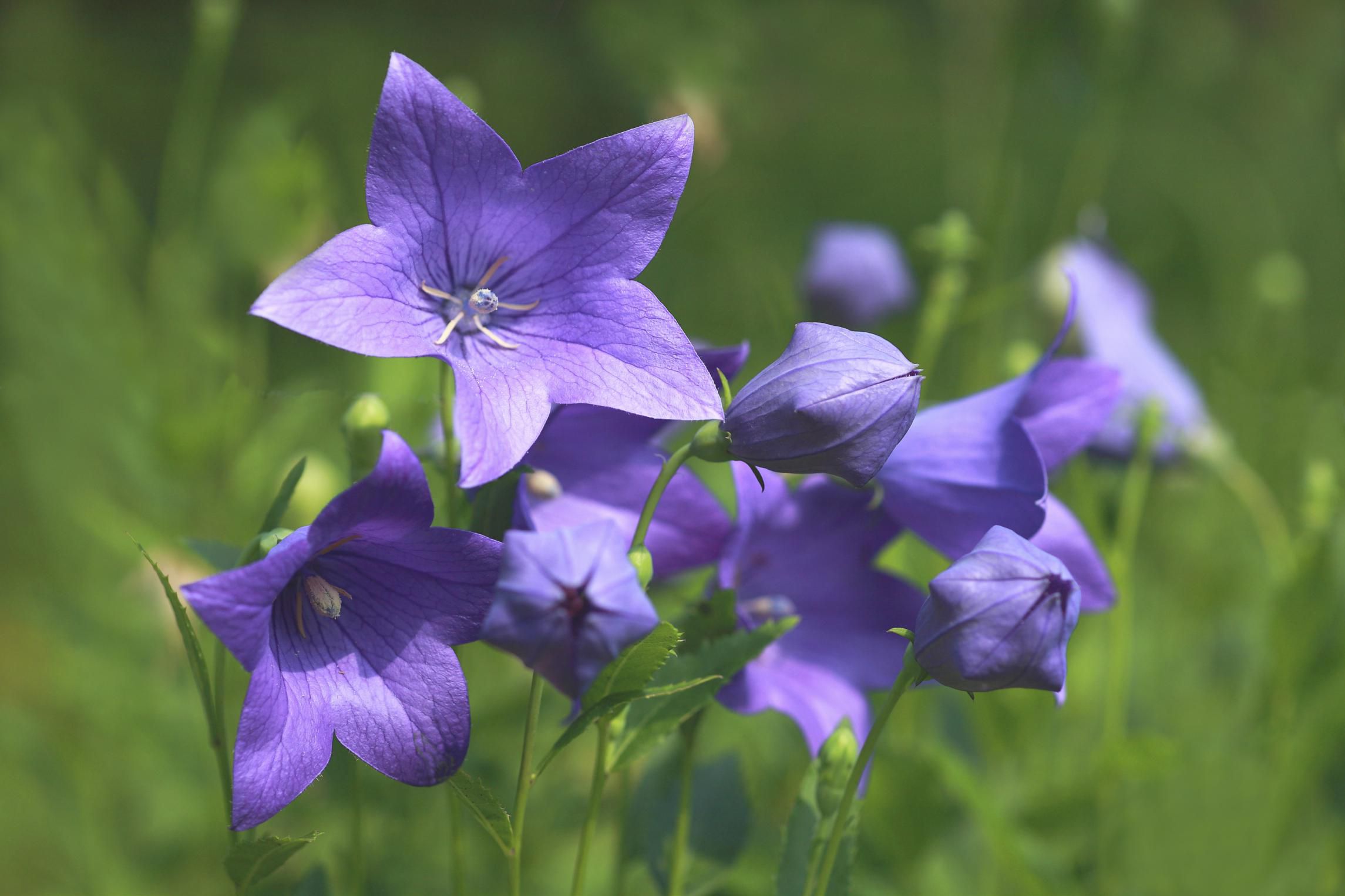 How to Grow Balloon Flowers