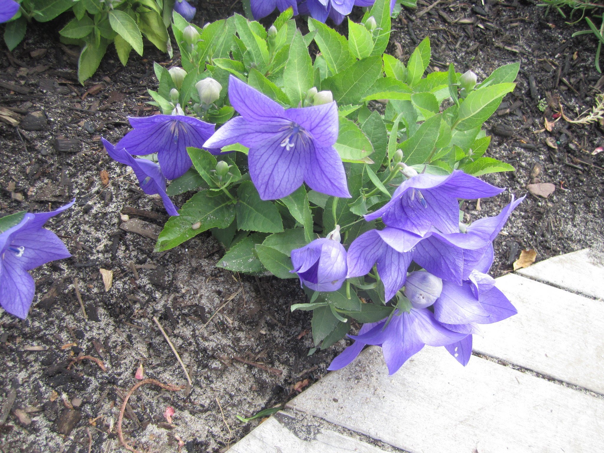 Balloon flowers are care-free summer bloomers | SILive.com