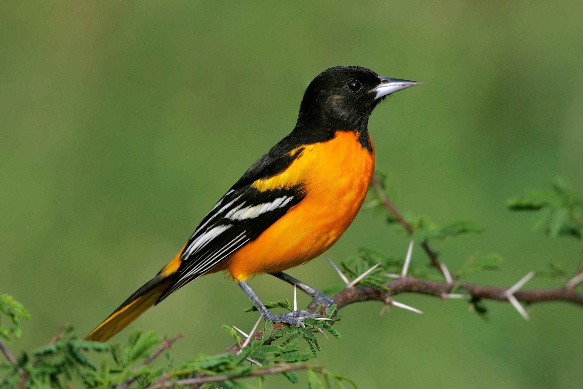 Baltimore Oriole | Audubon Field Guide
