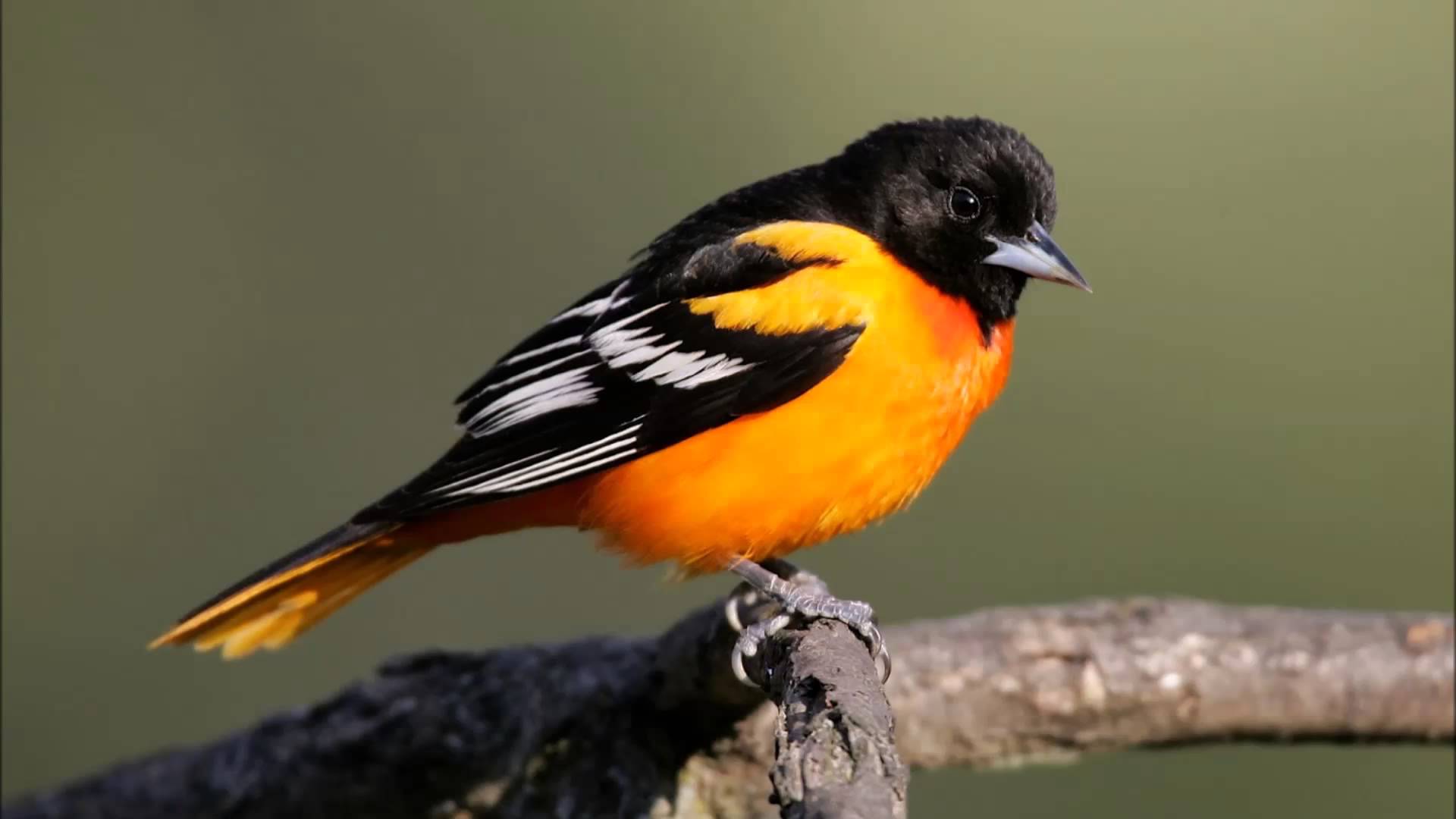 baltimore oriole - sounds, calls, and song - YouTube