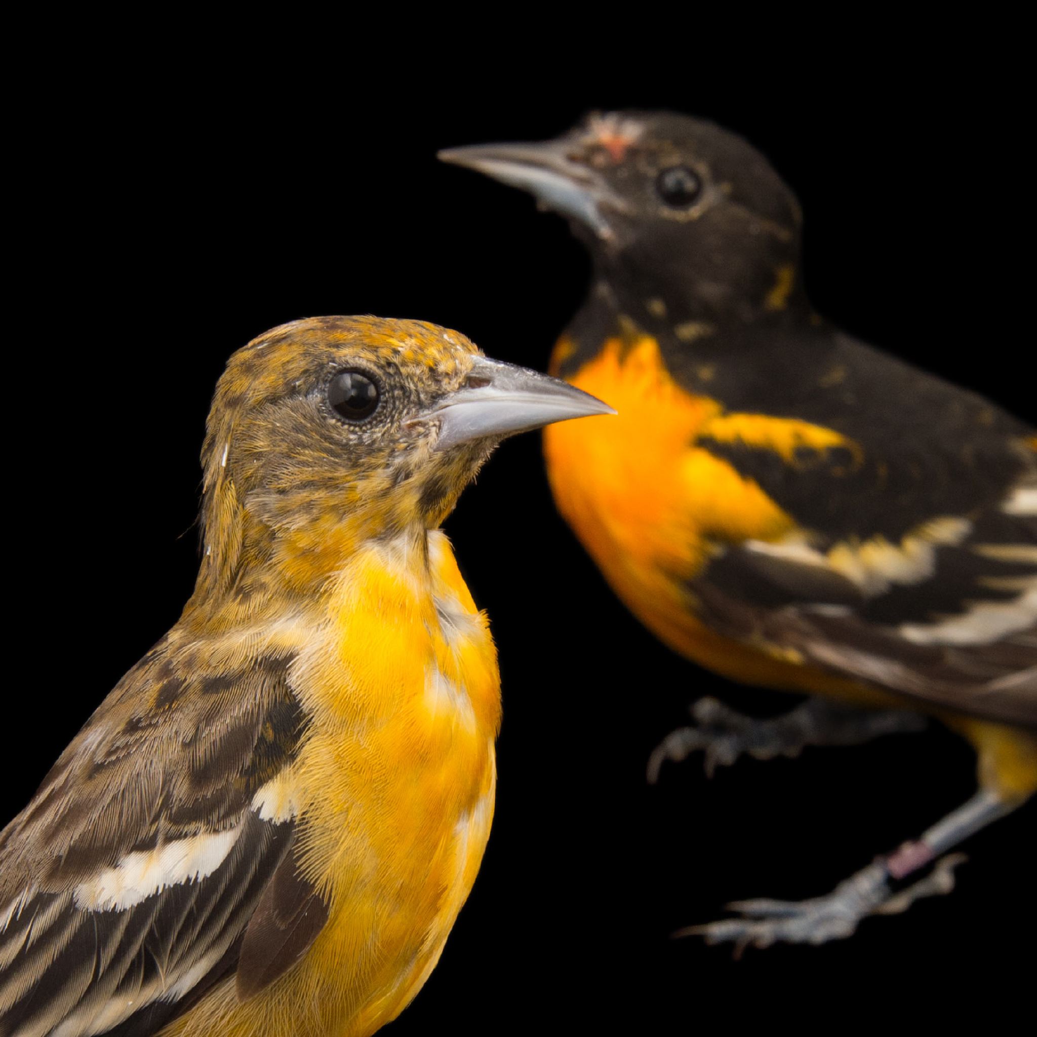 Baltimore Oriole | National Geographic