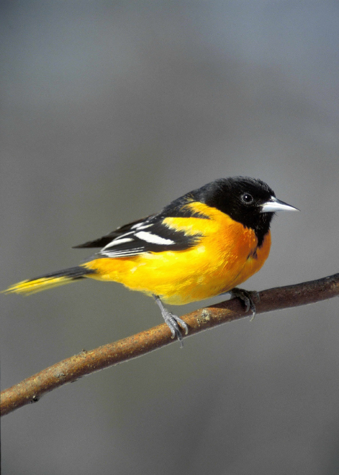 Baltimore Oriole, Animal, Baltimore, Bird, Nature, HQ Photo