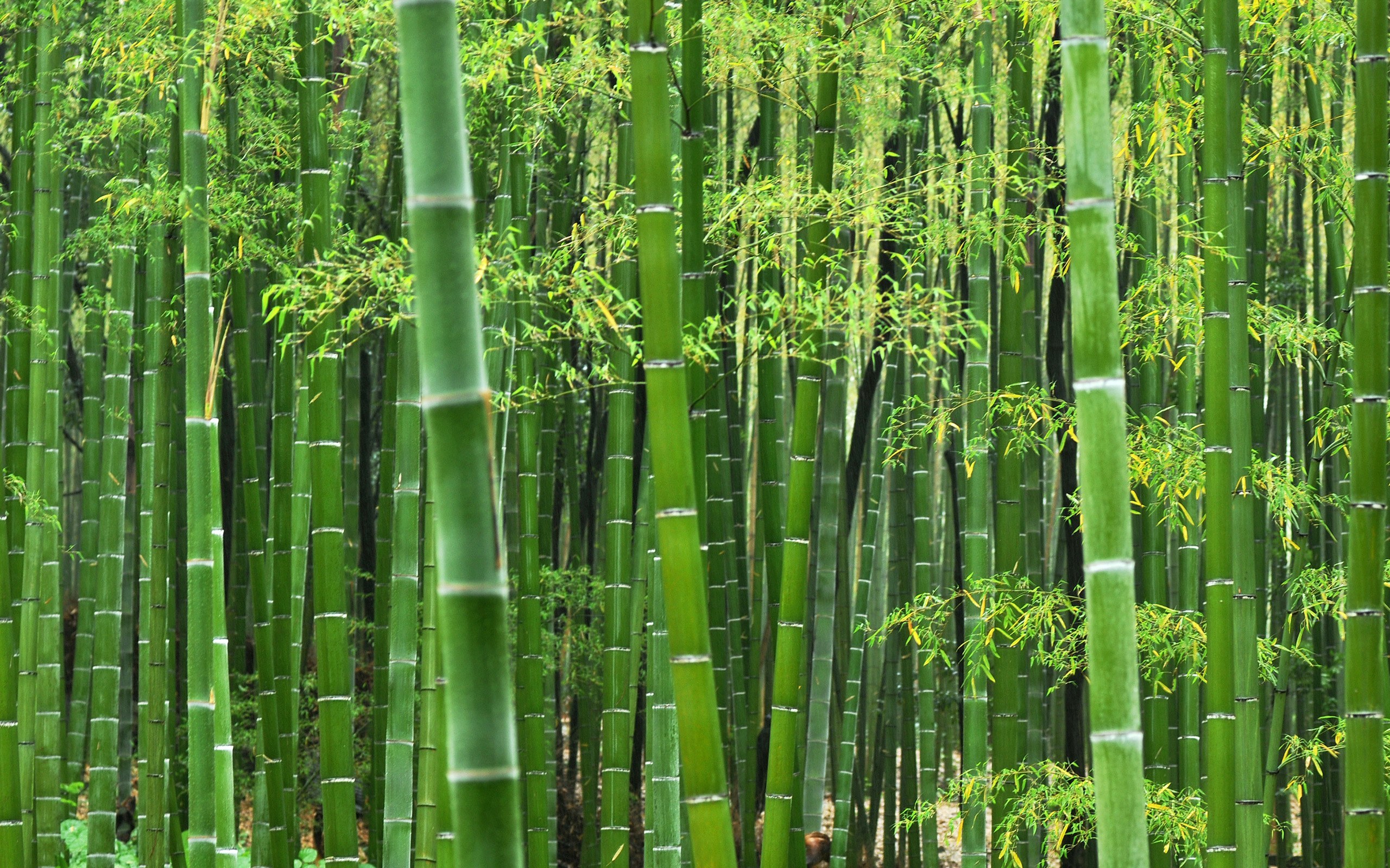 What's the Deal With Bamboo? Green or not?