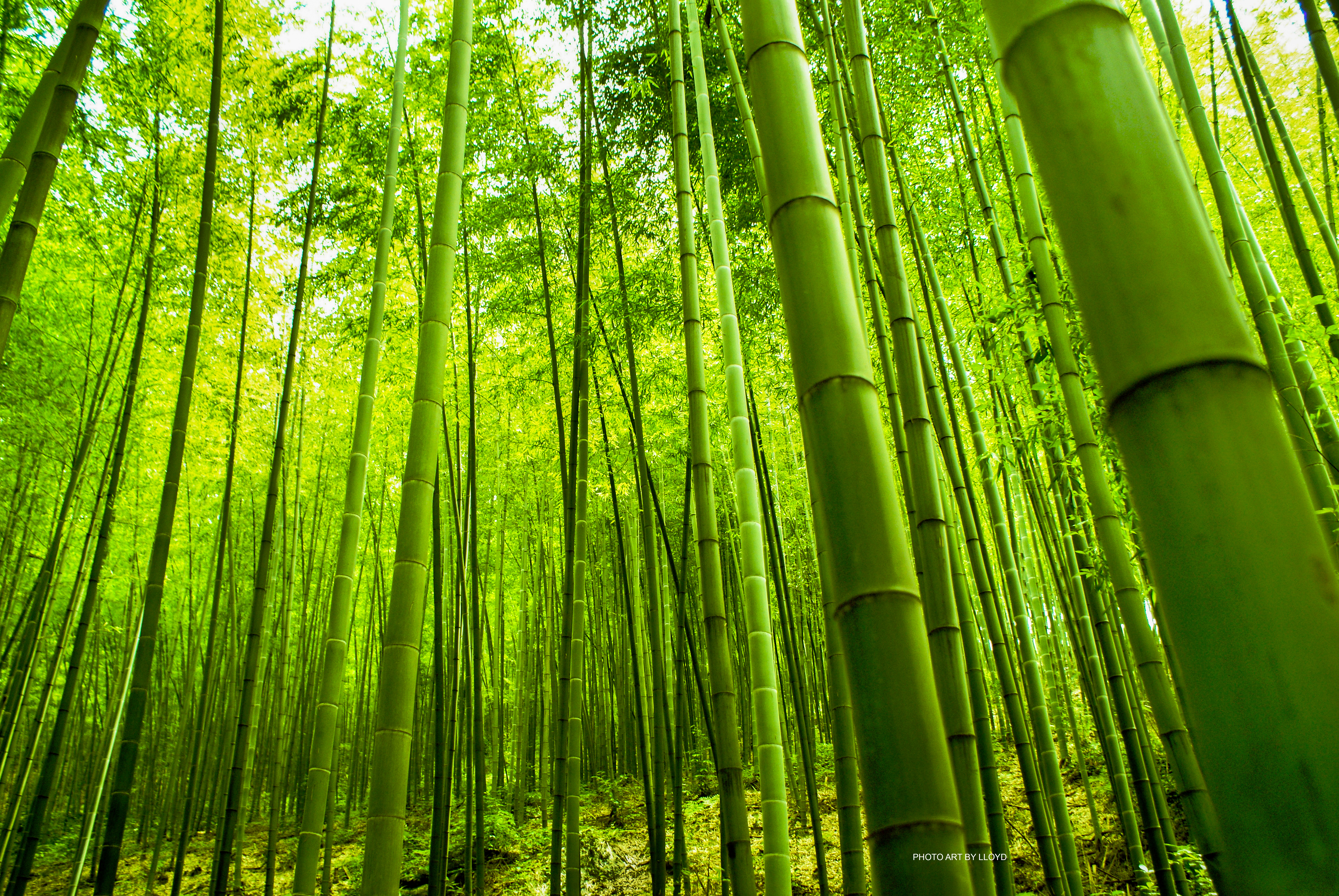 Photo Art By Lloyd Bamboo Forest | Photo Art By Lloyd