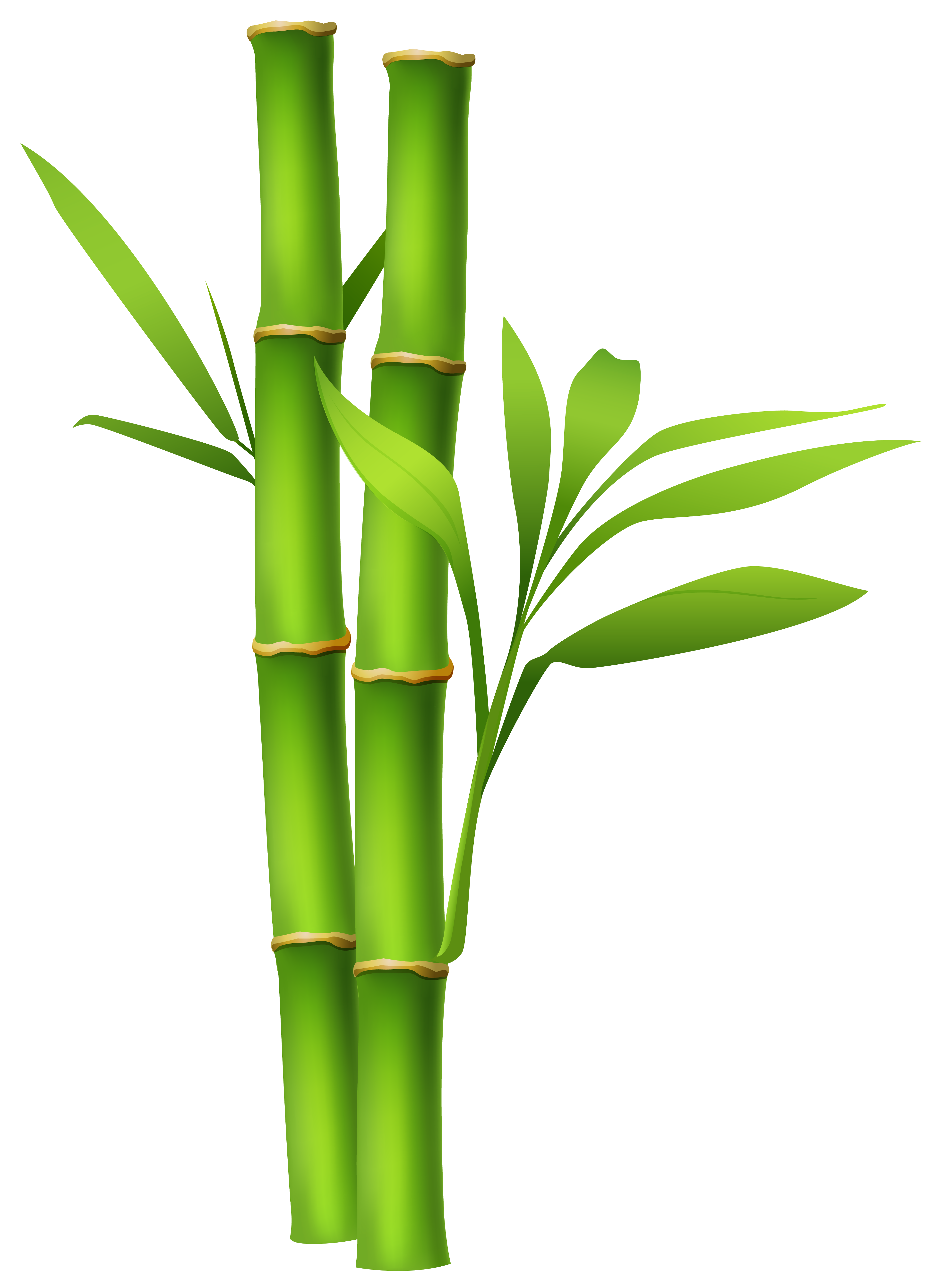 Bamboo PNG Image | Gallery Yopriceville - High-Quality Images and ...