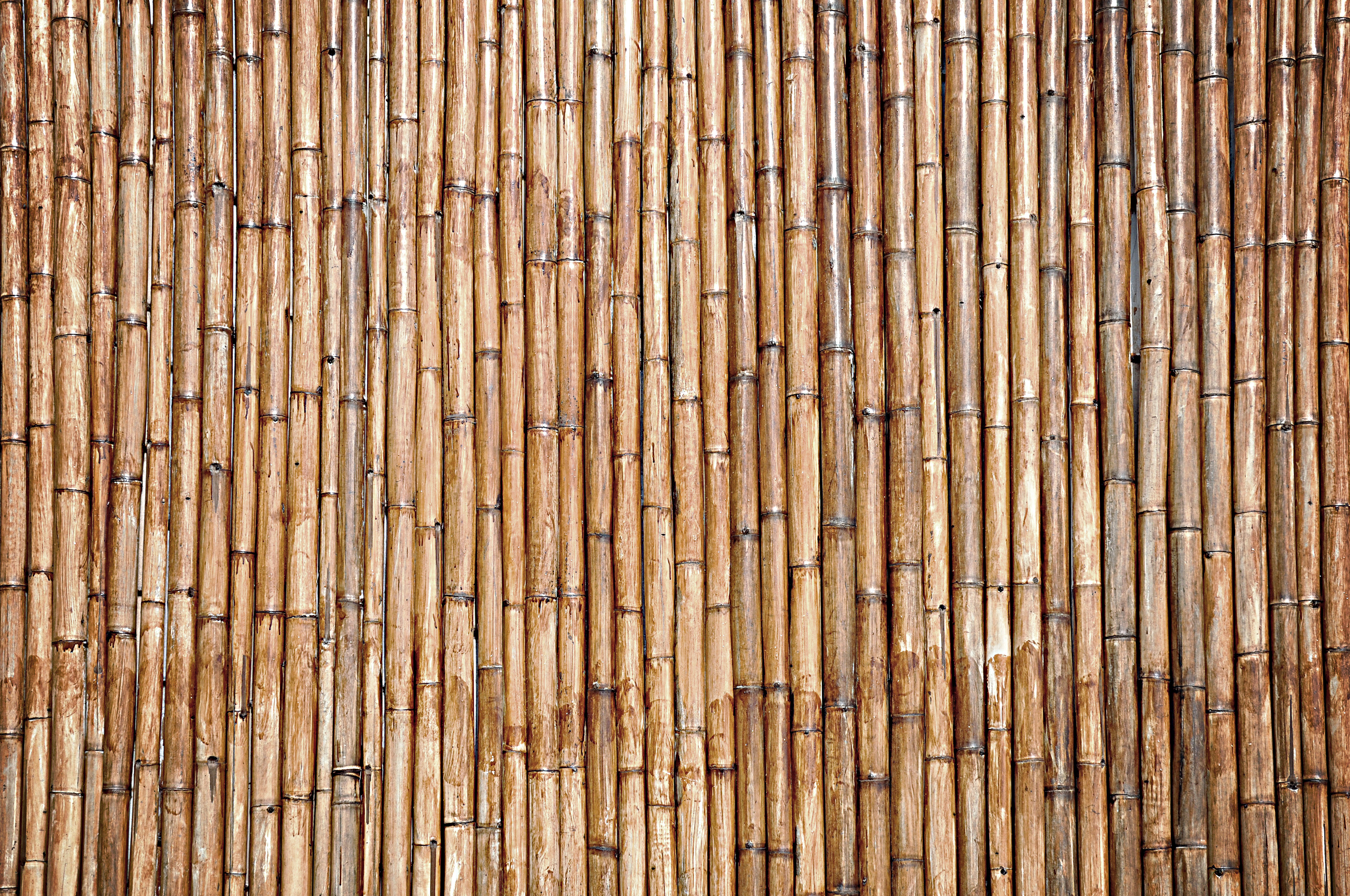 Bamboo Wallpaper - BDFjade
