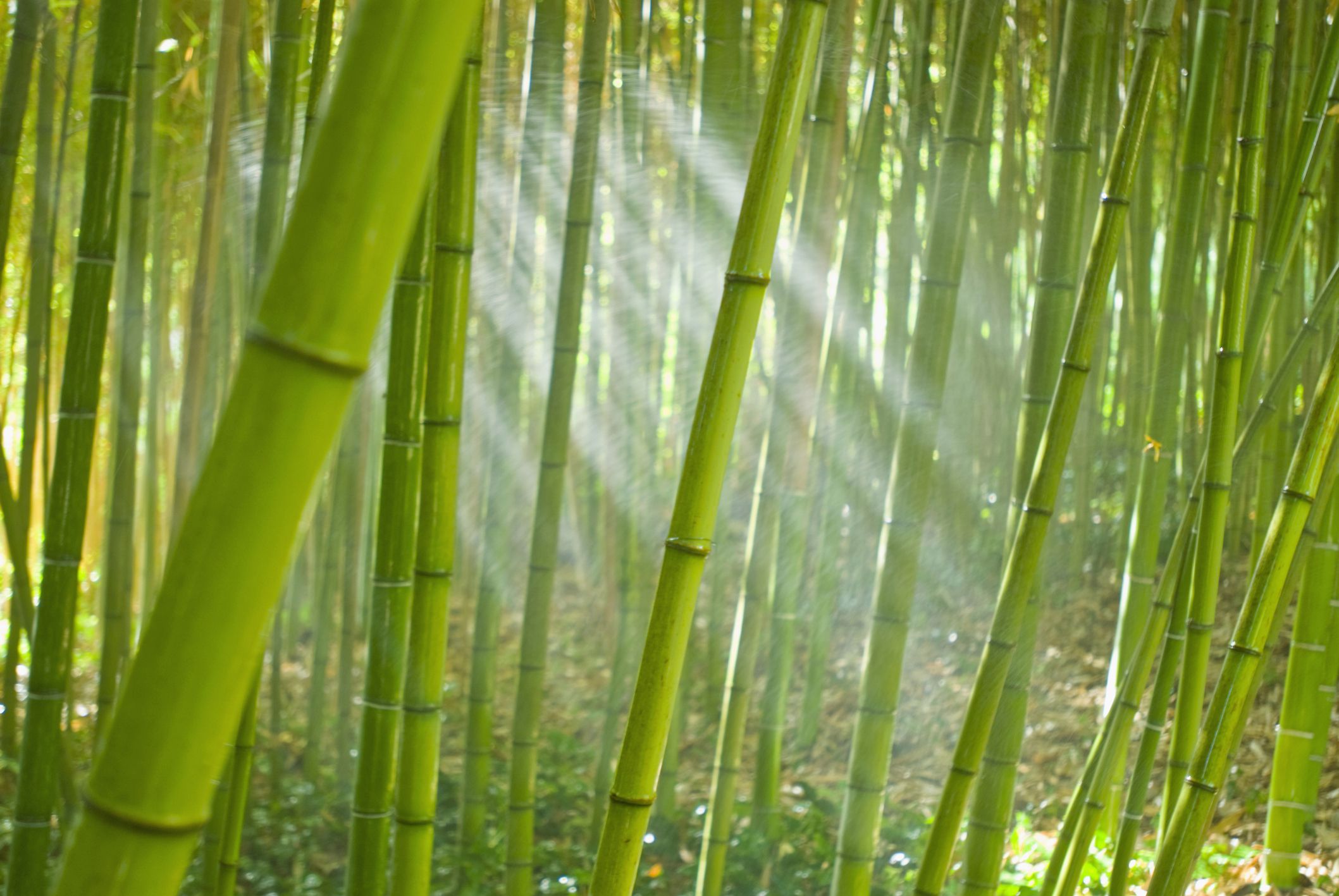 Bamboo Removal - Eradicating Bamboo Without Herbicides