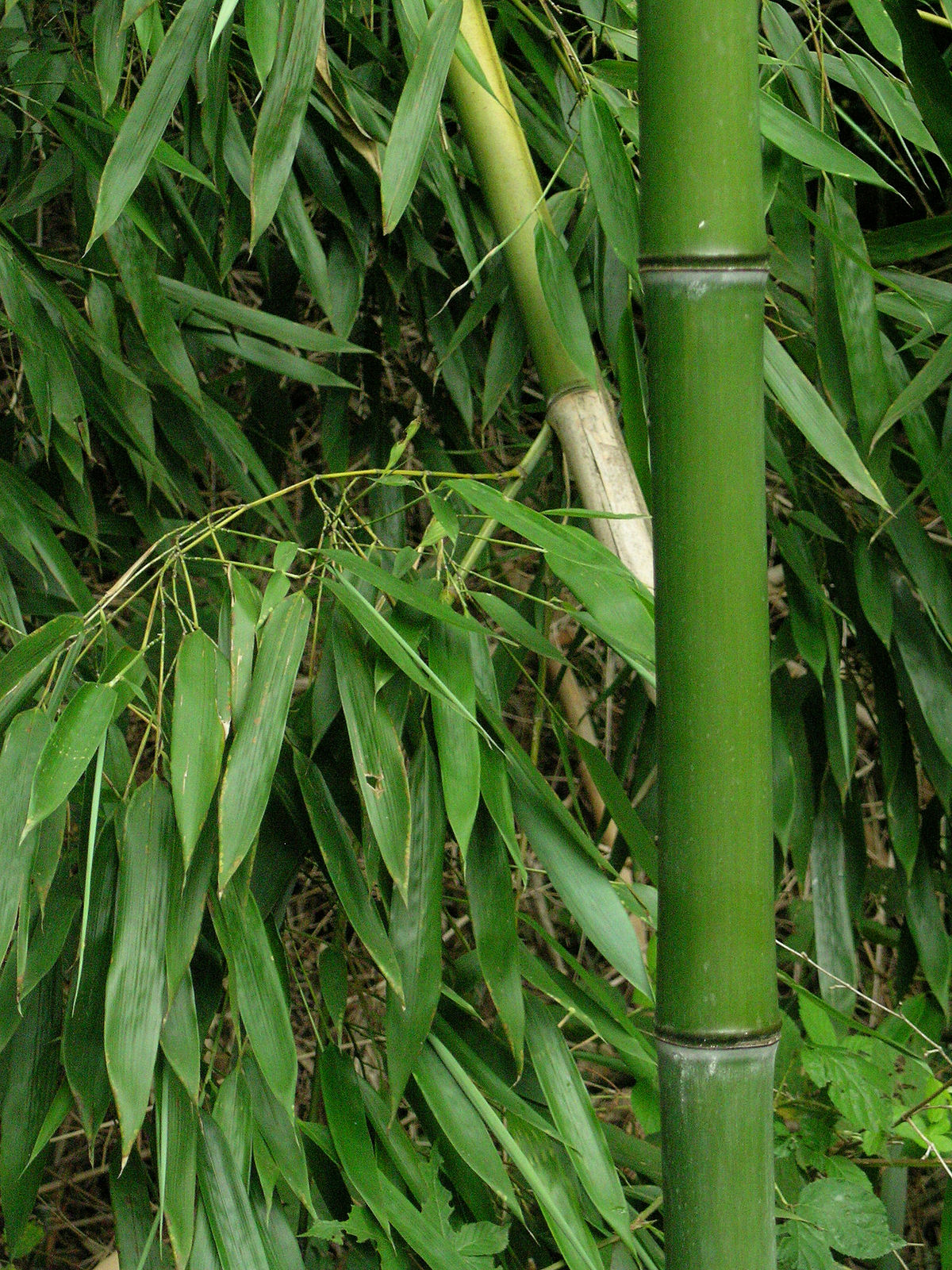 bamboo - Wiktionary