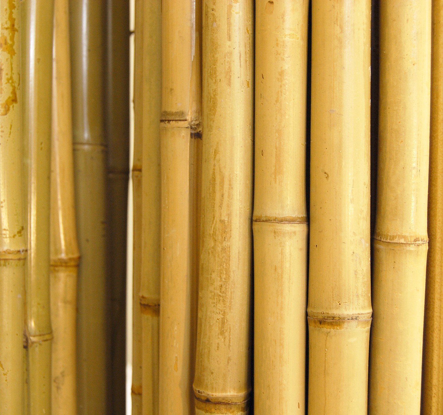 Natural Bamboo Fence 1