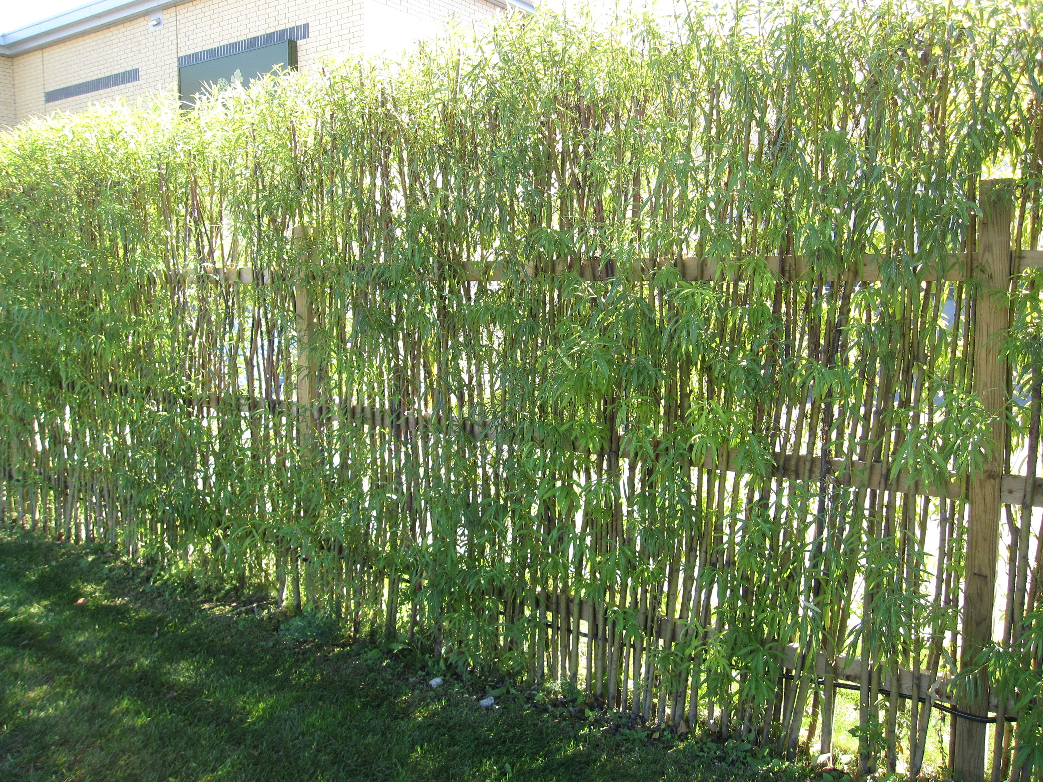 Live Bamboo Fence Pictures • Fences Ideas