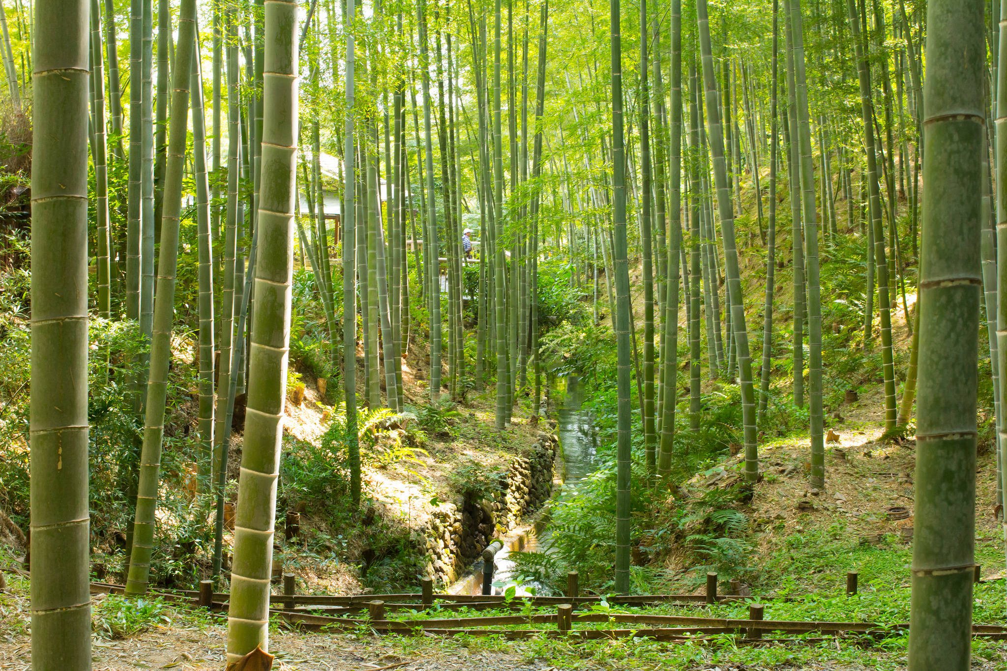 Bamboo forest photo