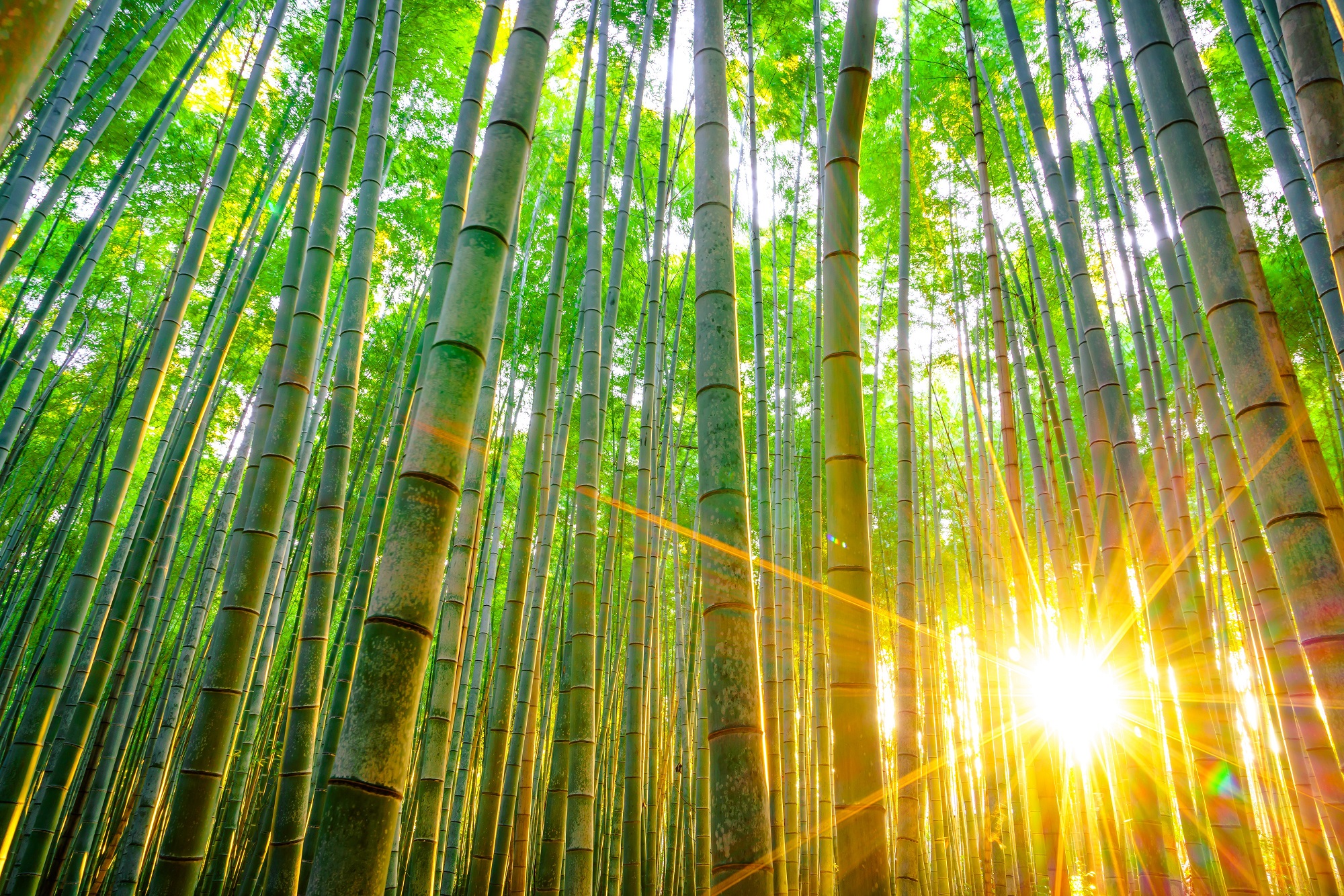 Fairytale Bamboo Forest in Japan | MyHolidayguru