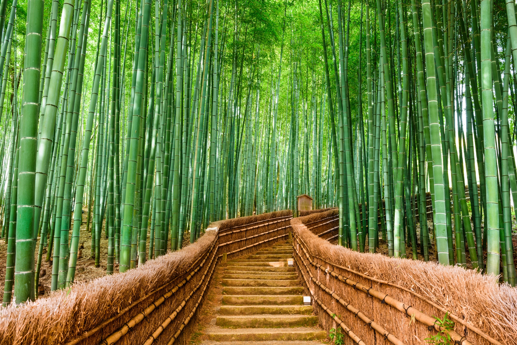 Bamboo forest Kyoto Wall mural | Photo wallpaper - Happywall