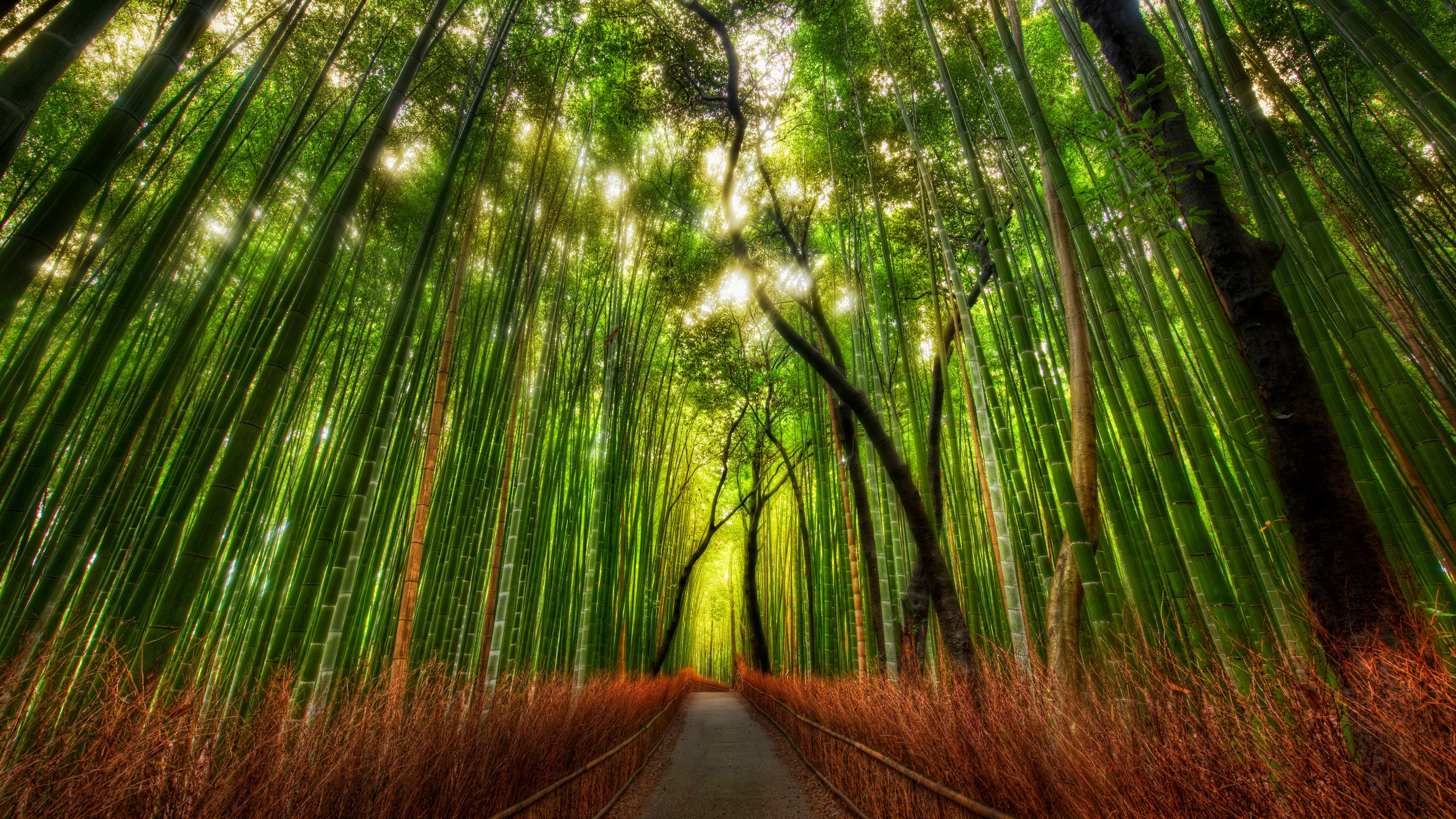 Bamboo Forest Path HD Wallpaper, Background Images