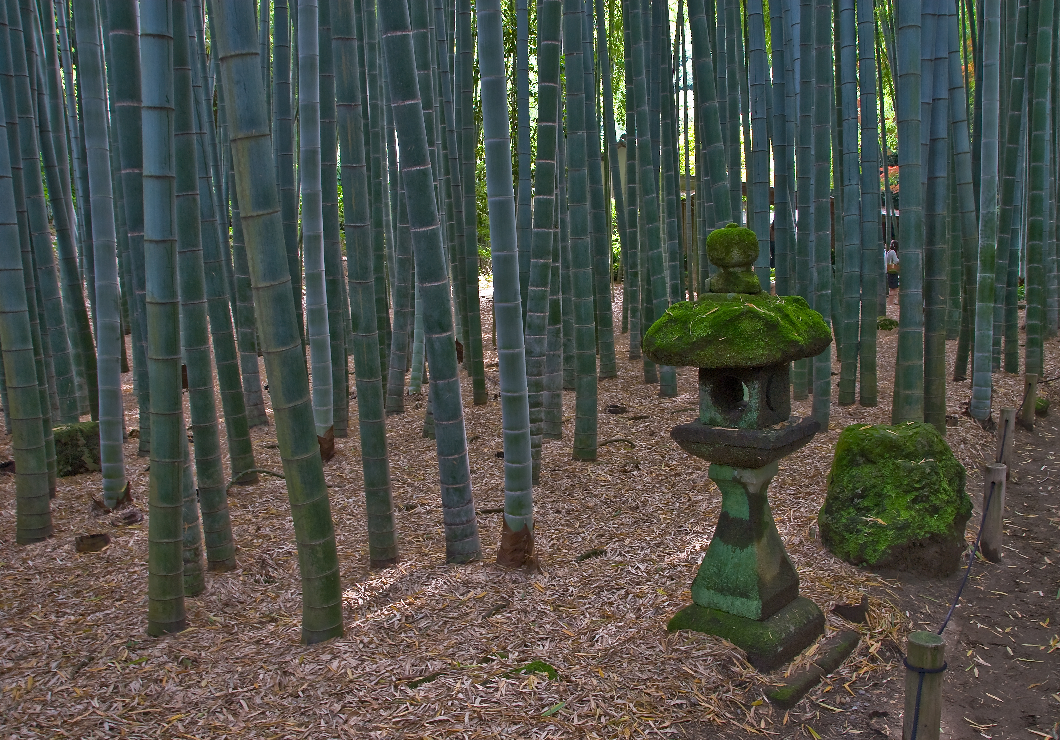 File:Hokokuji Bamboo Forest Kamakura.jpg - Wikimedia Commons
