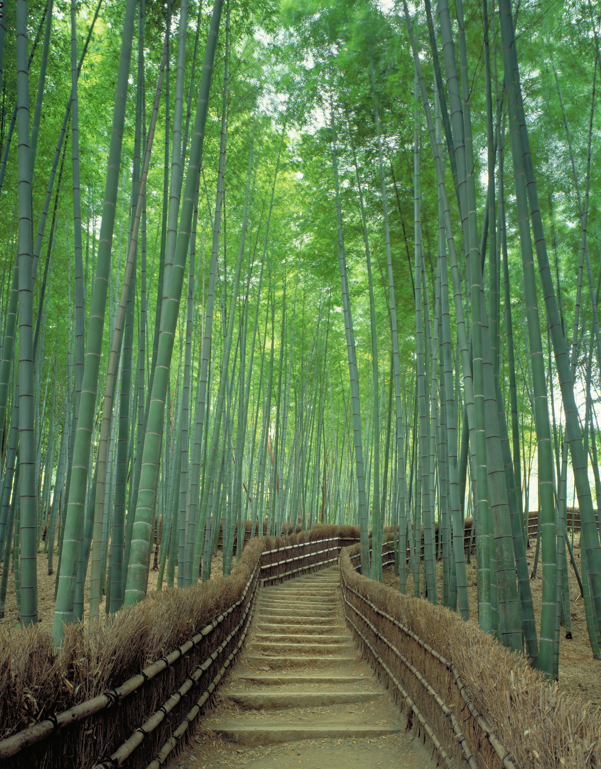Sagano Bamboo Forest in Kyoto: One of world's prettiest groves | CNN ...