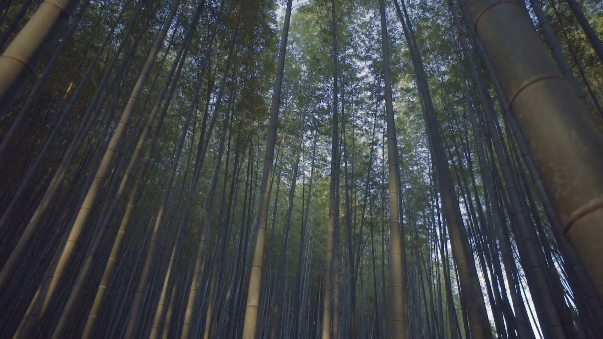 Looking up at the sky in a bamboo forest in Matsuyama, Japan at ...