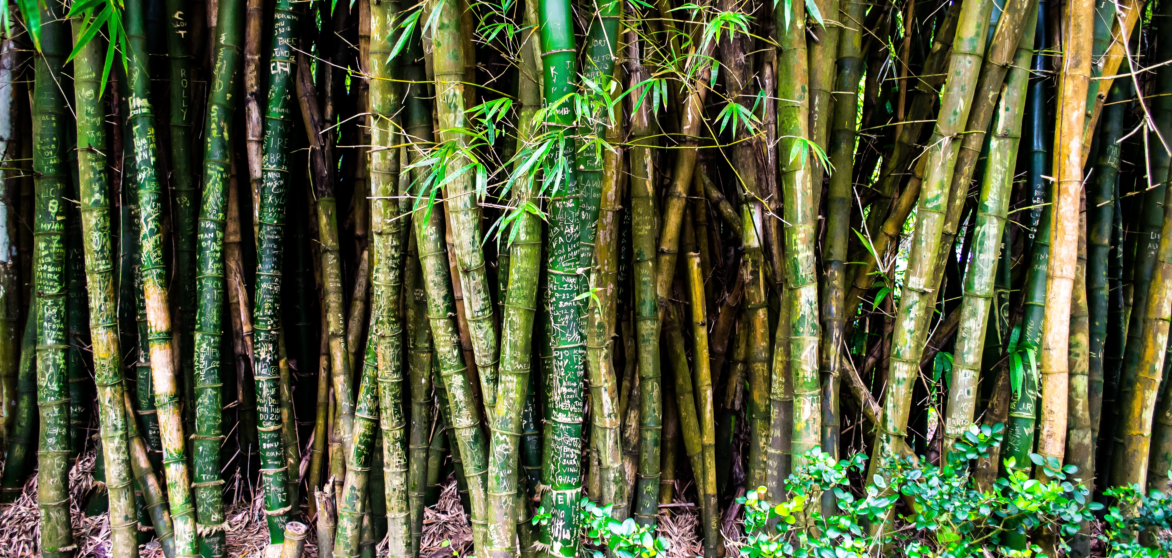 Bamboo, Forest, Green, Nature, Tree, Wood, free stock photos, hd images, CC...