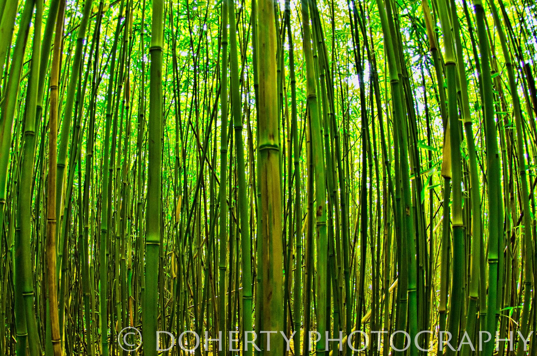Bamboo Forest - The Road to Hana, Maui - Landscape Photograph ...