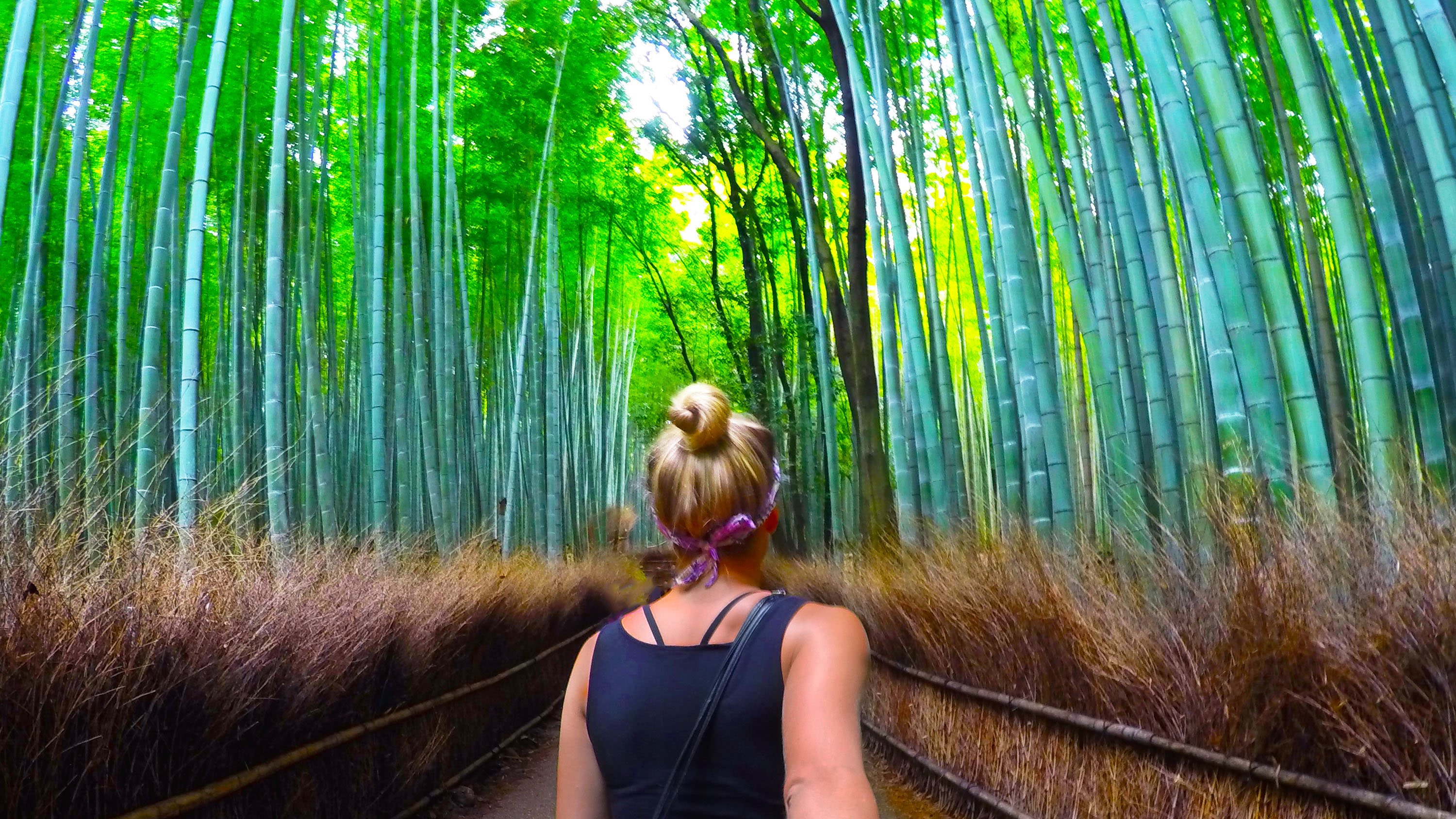 BAMBOO FOREST + SCARY MONKEYS (Kyoto Japan) - YouTube