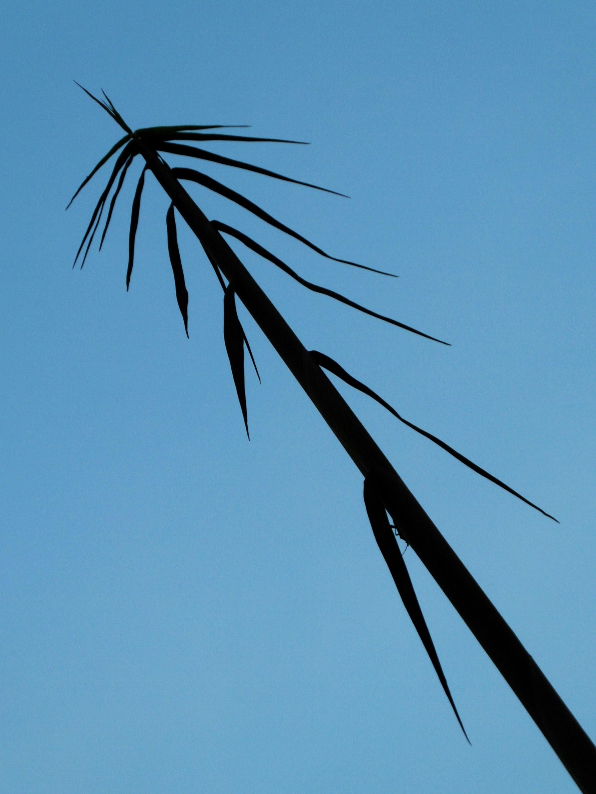 Bamboo leaves silhouette photo