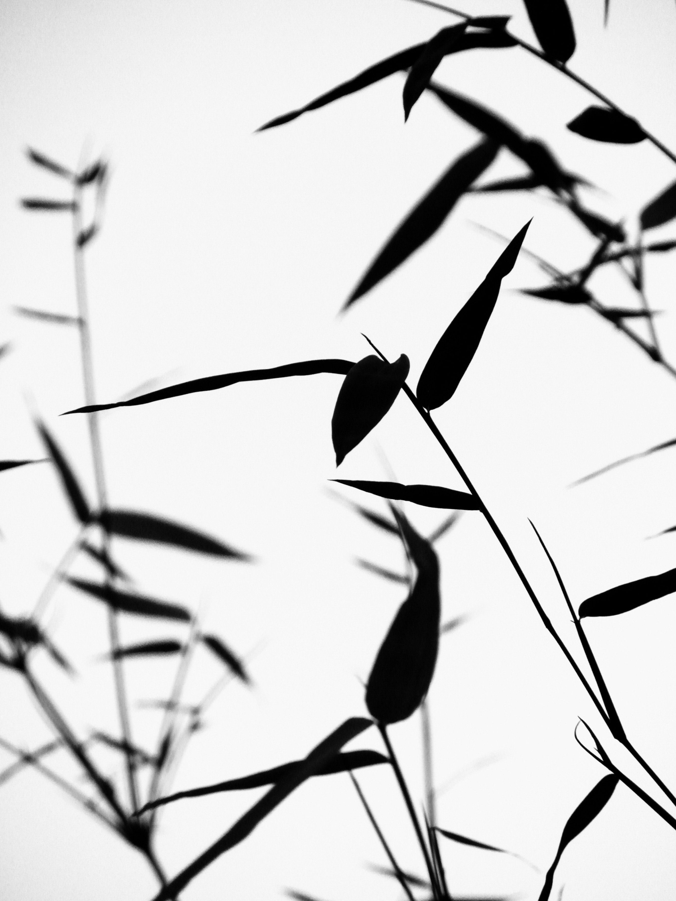 Bamboo leaves silhouette photo