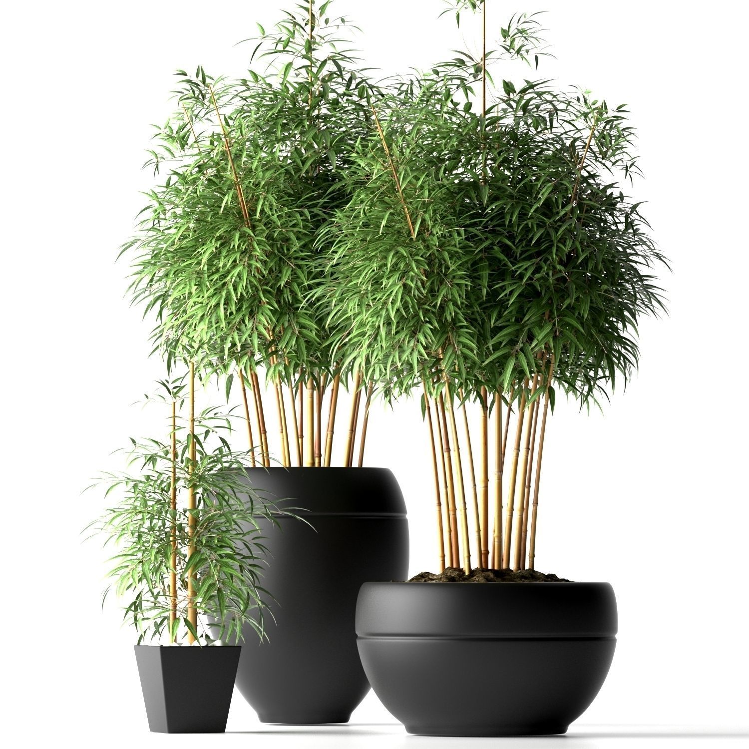 Bamboo plant 3D | CGTrader