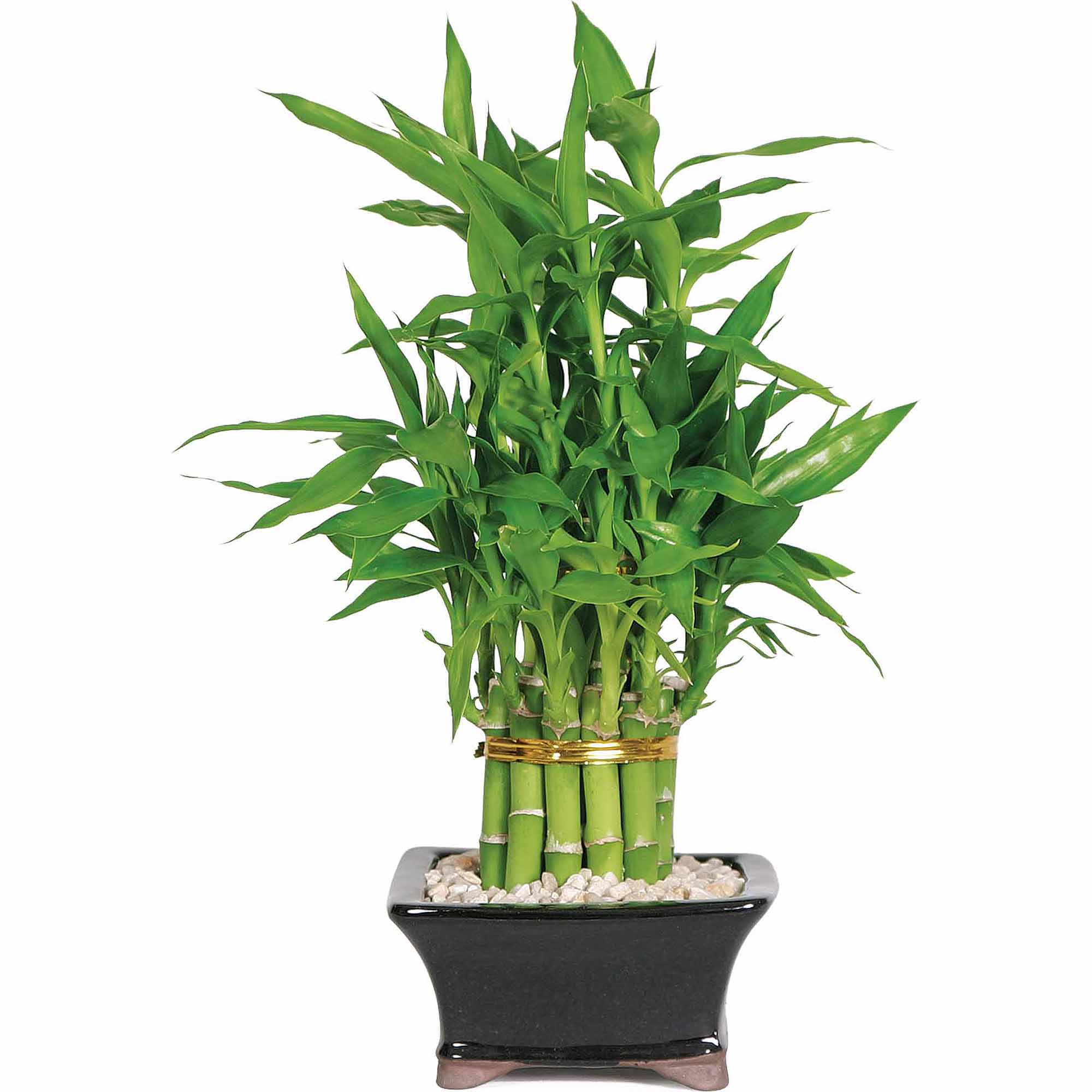 Delray Plants Bamboo In Inga Silver Meta - Walmart.com