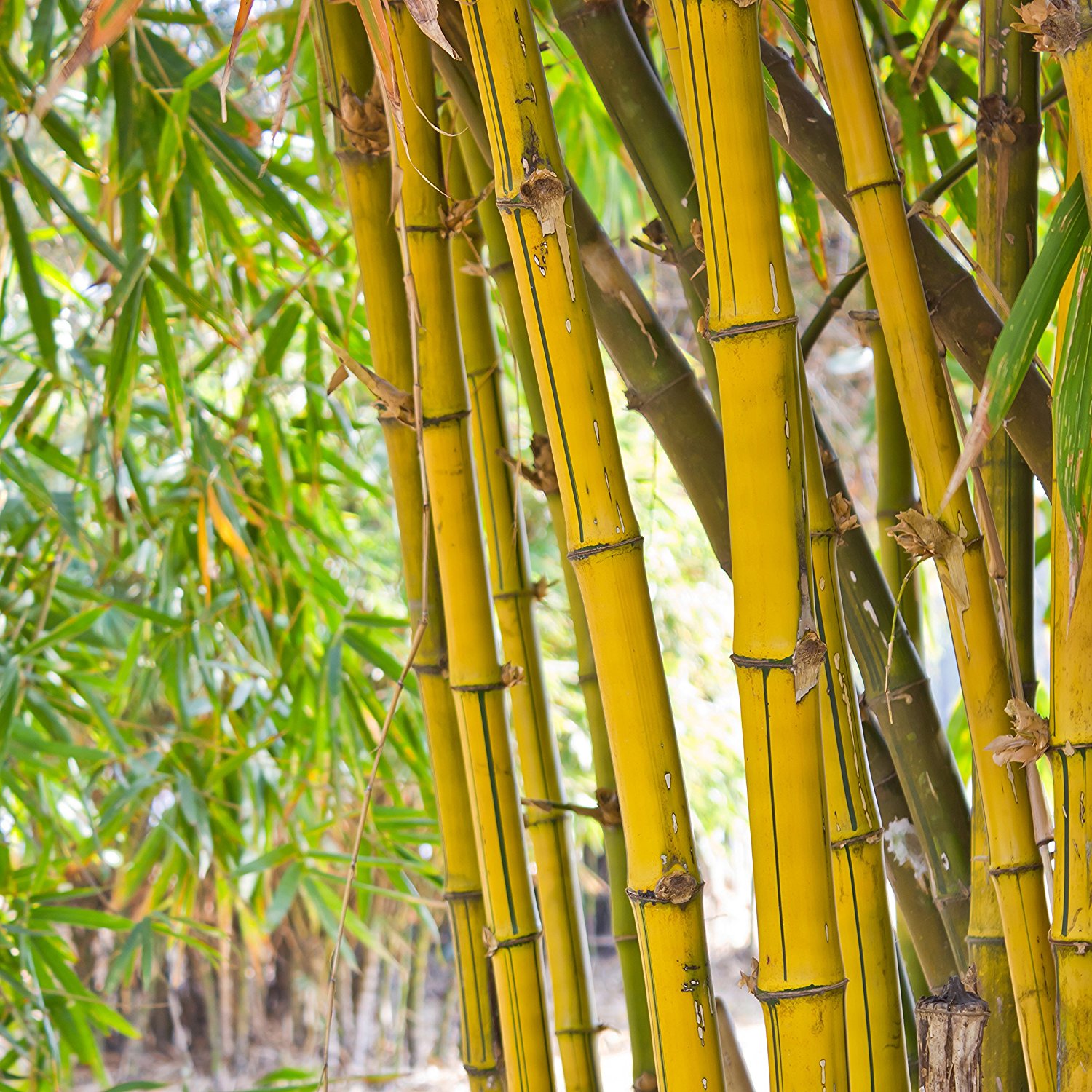 YouGarden Bamboo Plants, Yellow (Pair): Amazon.co.uk: Garden & Outdoors