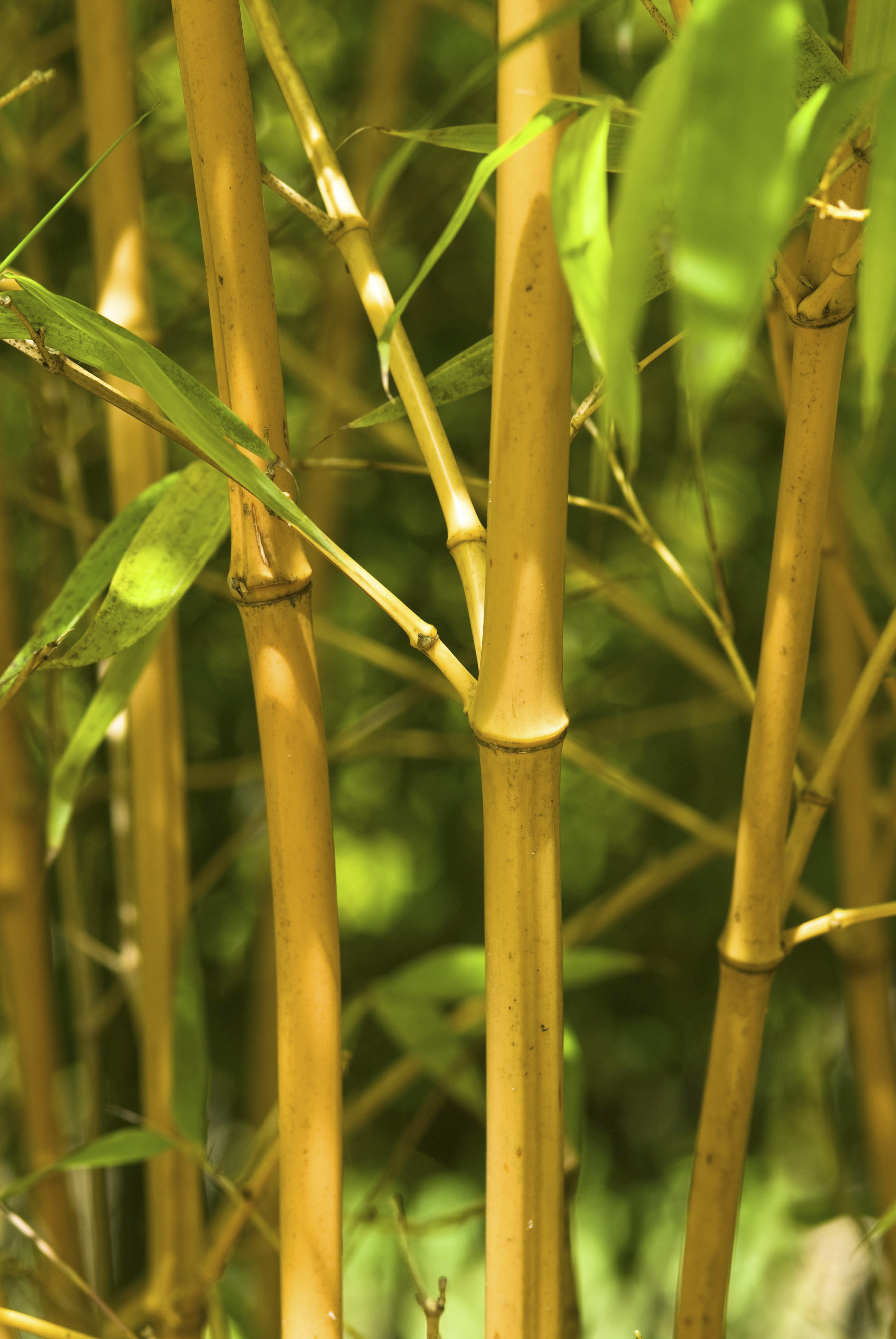 Afraid to Plant Bamboo? These varieties Aren't invasive. | Fast ...