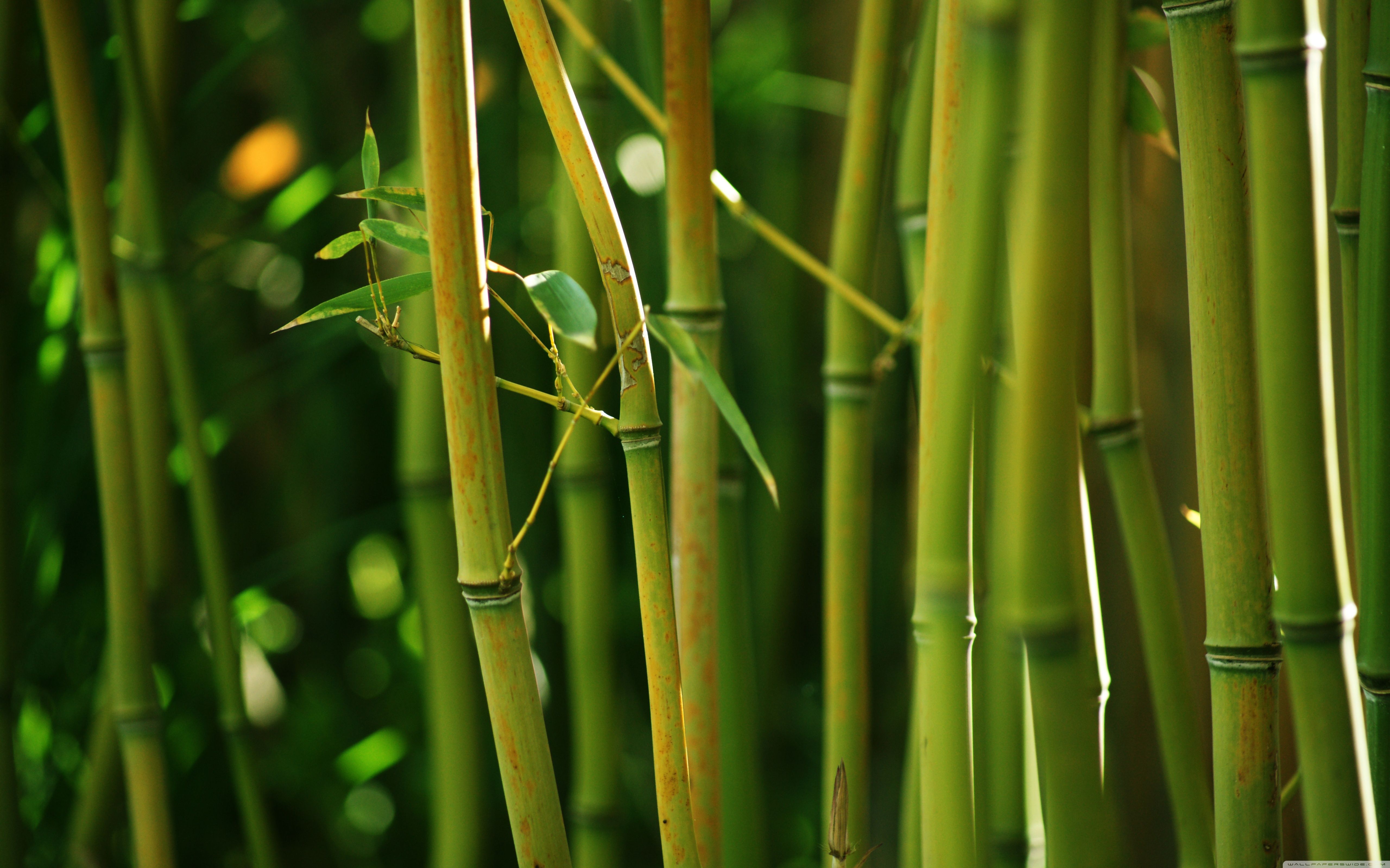 Free HD Bamboo Wallpapers | HD Wallpapers | Pinterest | Bamboo ...