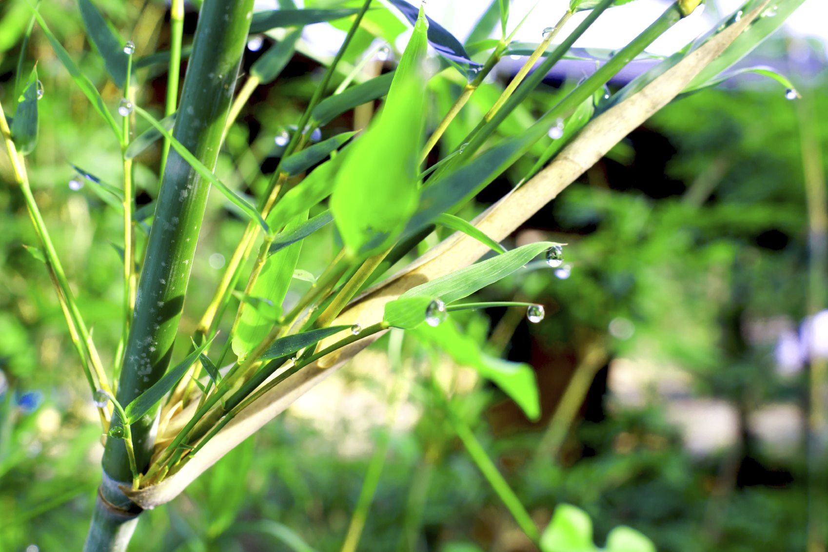 Bamboo Is Turning Yellow ? Why Bamboo Stems And Leaves Are Turning ...