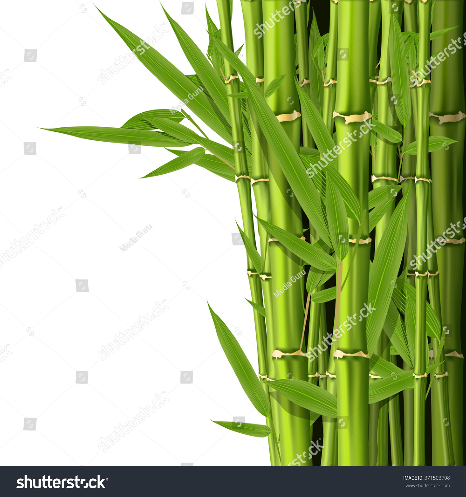 Green Bamboo Stems Leaves Grove Background Stock Vector 371503708 ...