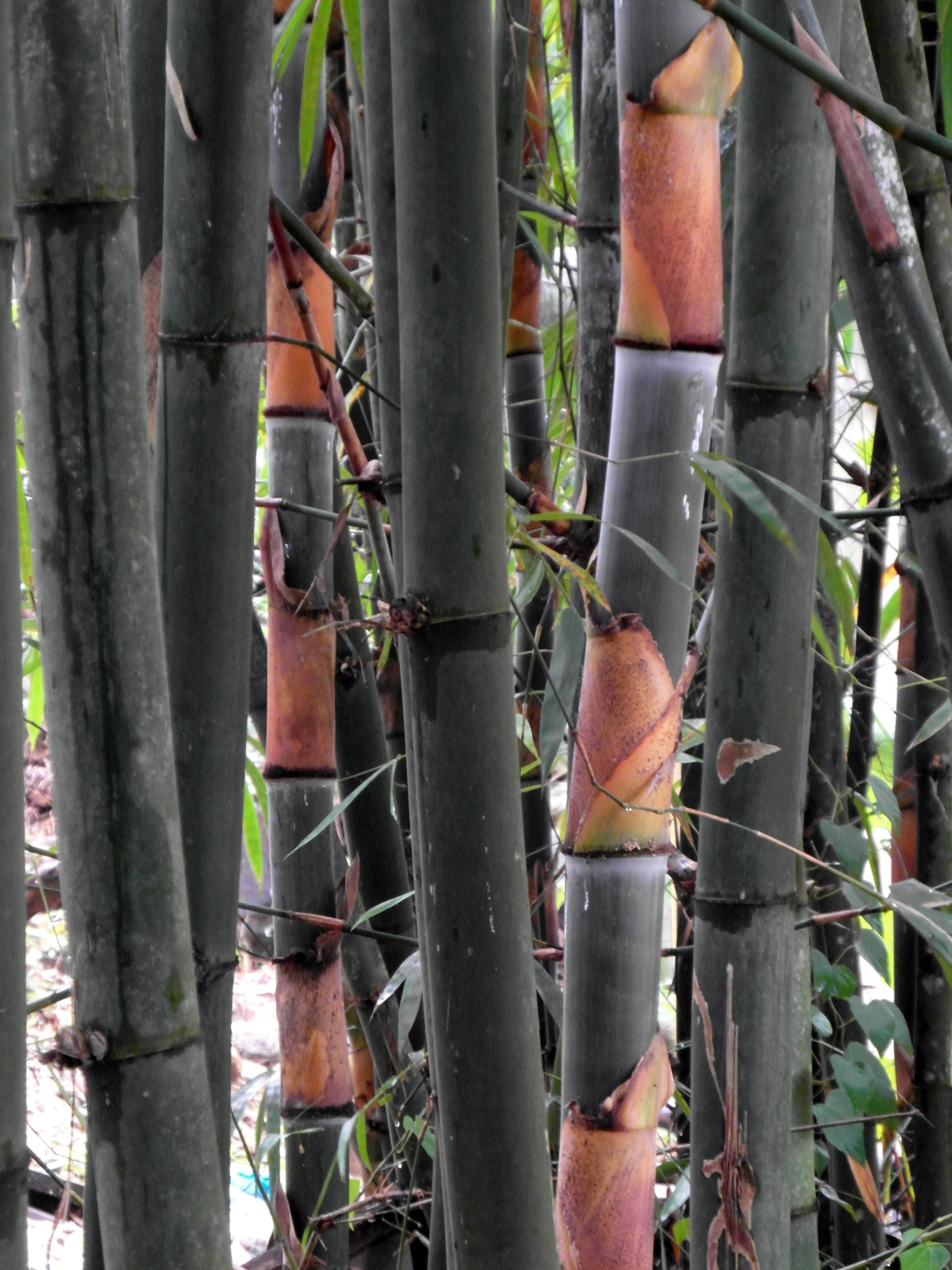Bamboo Stems, Abstract, Japanese, Yellow, Tropical, HQ Photo