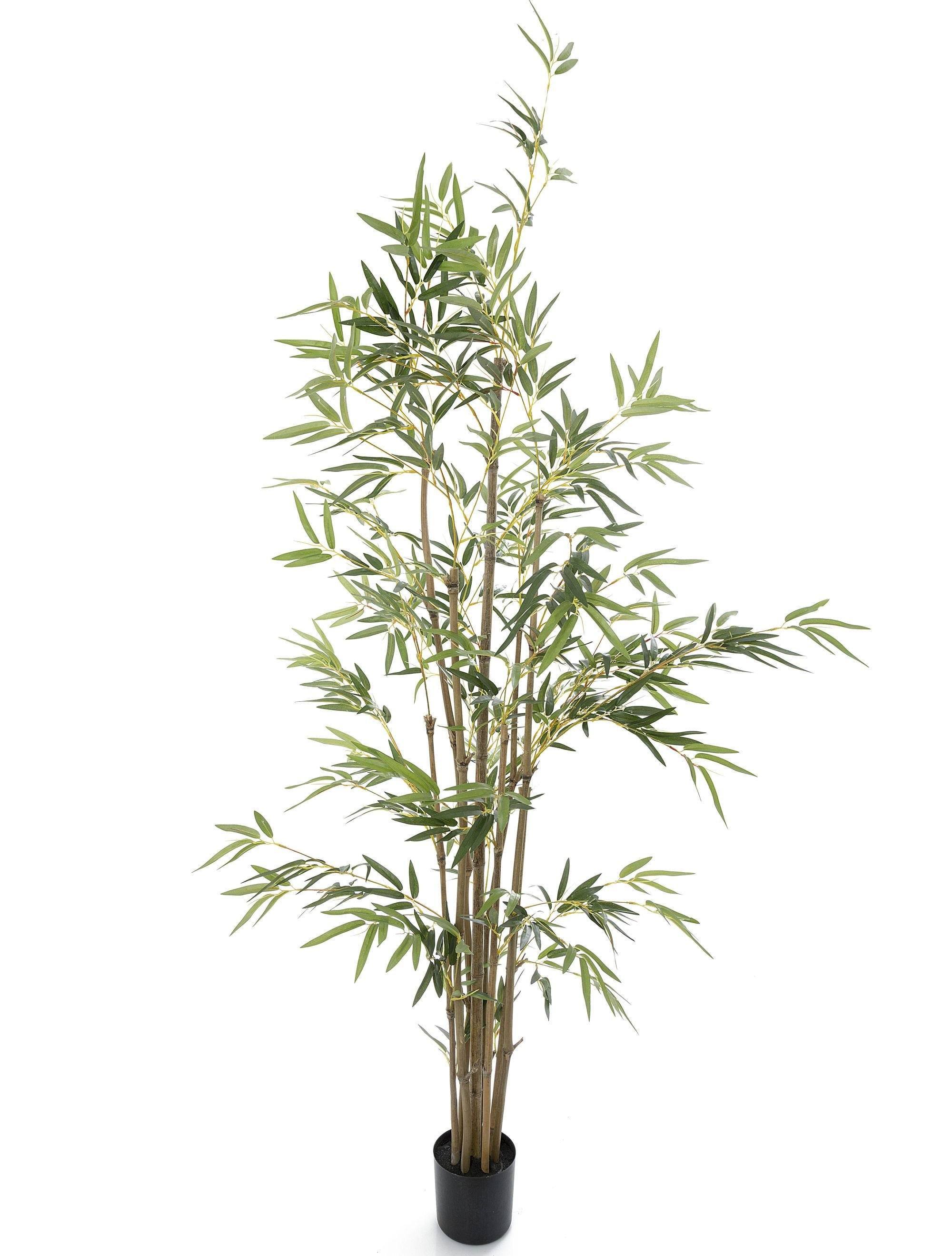 Bamboo_Tree_Natural_Trunk.jpg?v=1528286886